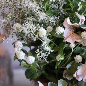 寄せ植え　ペチュニアロイヤルミルクティの寄せ植え｜届いてすぐ飾れる完成品｜玄関にオススメ｜新築・開店祝いギフト｜モンディマンシェ