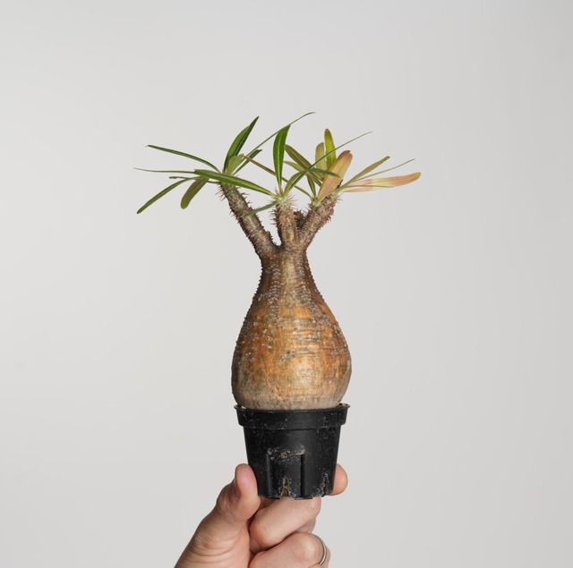 パキポディウム グラキリス no.9〈発根済み〉