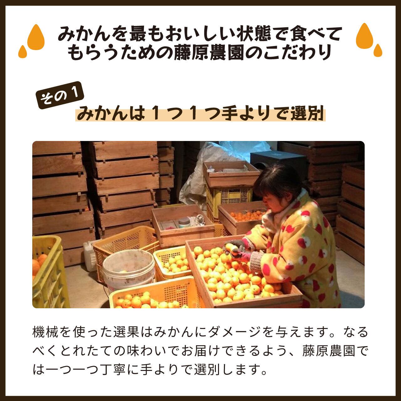 チャンドラポメロ3kg 家庭用【送料無料】 | 蔵出しみかんの産地直送