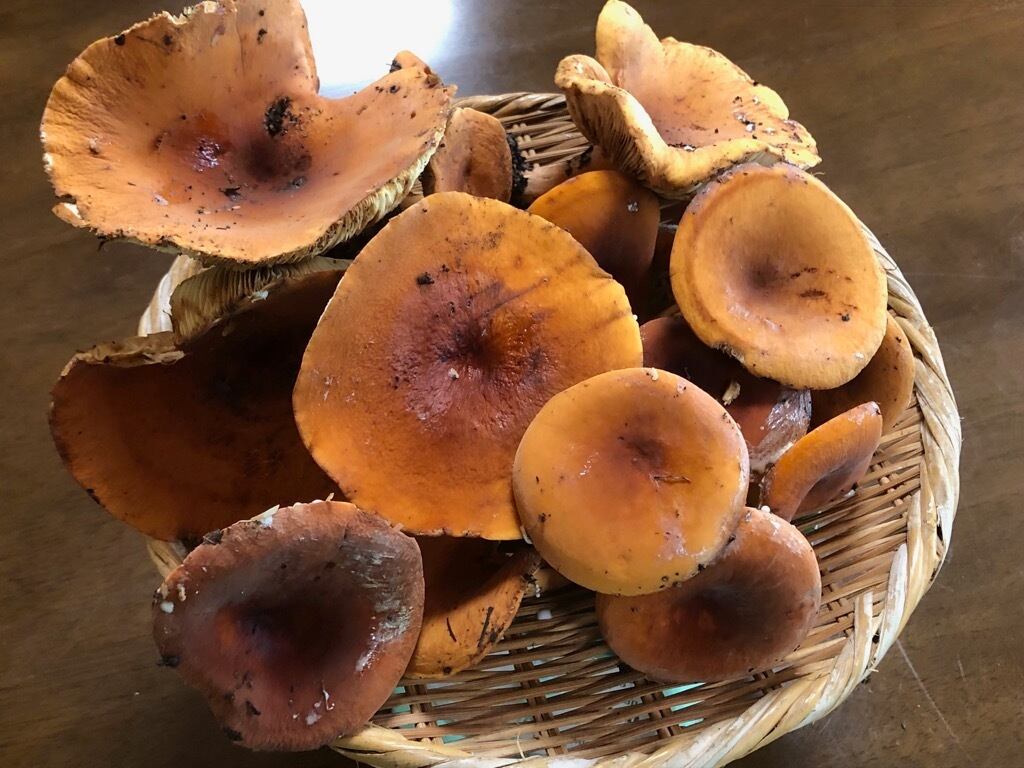 松茸 北海道天然物 500グラム 8月1日採取物 松茸 北海道天然物 500グラム 8月1日採取物