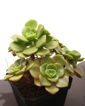 抜き苗 リリーパッド 大群生 Aeonium 'Lily Pad'