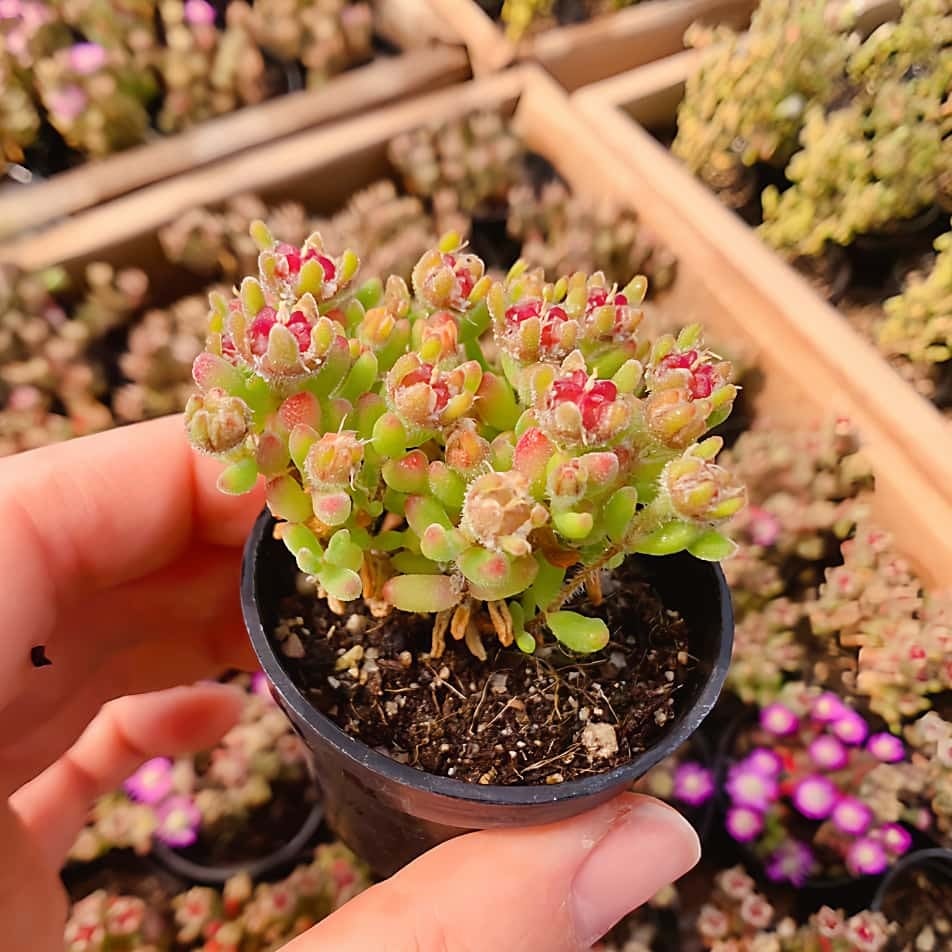 ドロサンテマムダスティローズ超大量多種多肉植物セット抜き苗詰め合わせまとめ売り 農園直売 多肉植物 寄せ植え ドロサンテマム レッドダイヤモンド（群