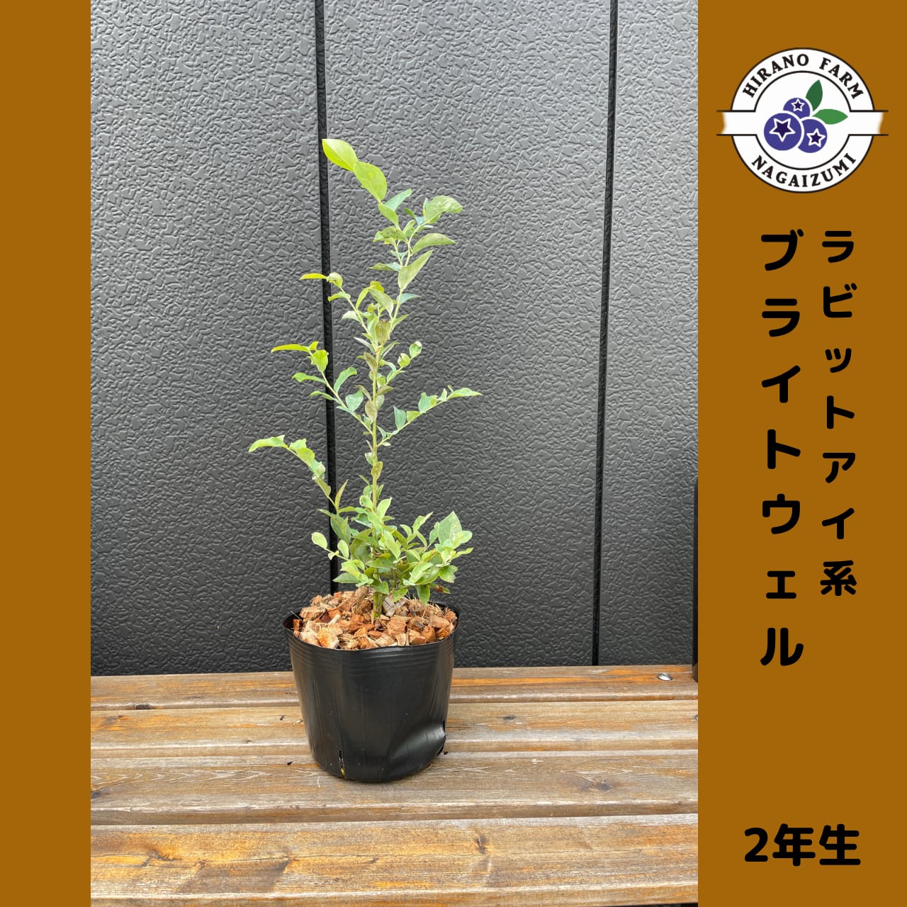 ブルーベリー苗　オニール＆マグノリア大苗2本セット ブルーベリー苗オニール＆マグノリア大苗2本セット ブルーベリー苗