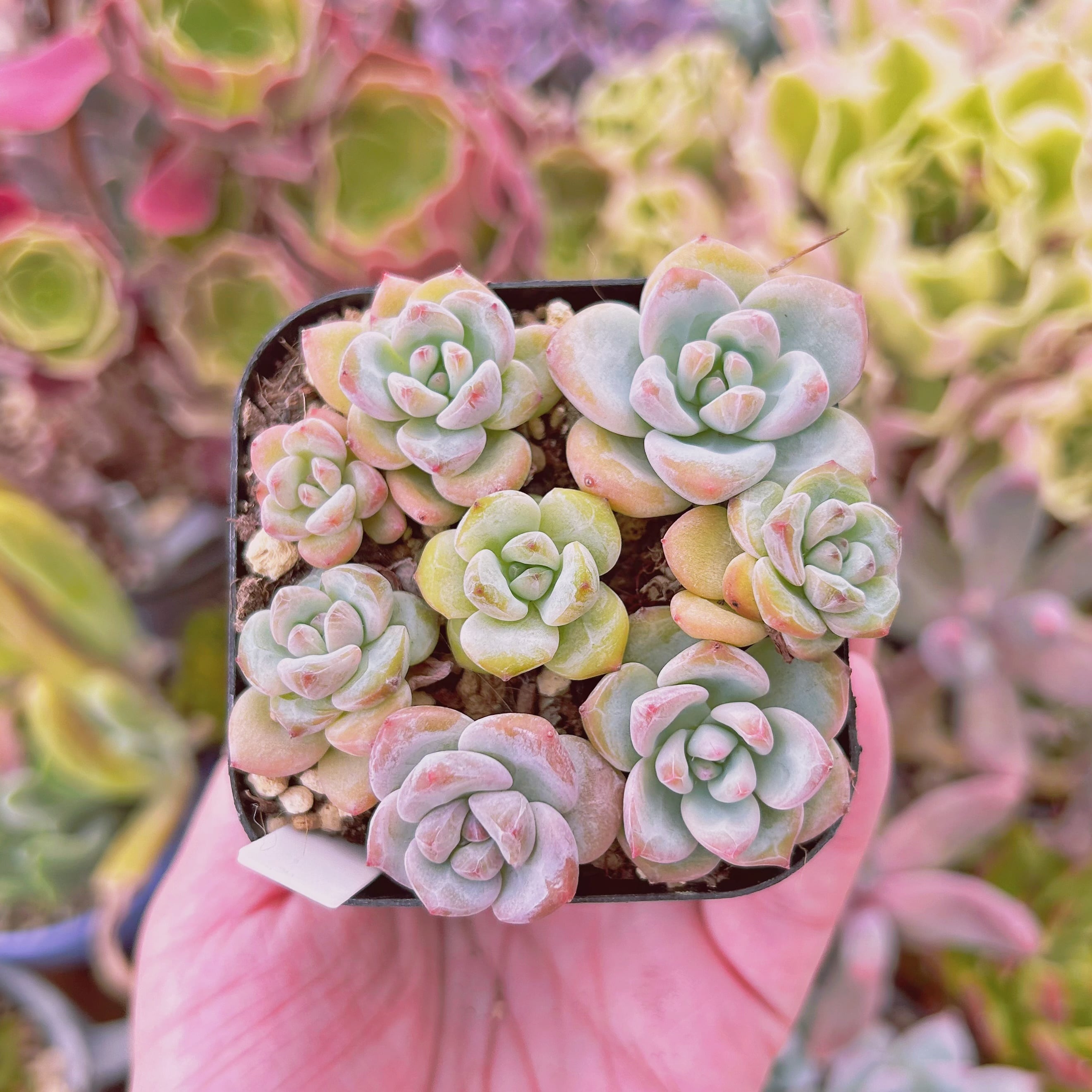 現物　多肉植物　Echeveria   星雪　鉢のまま発送