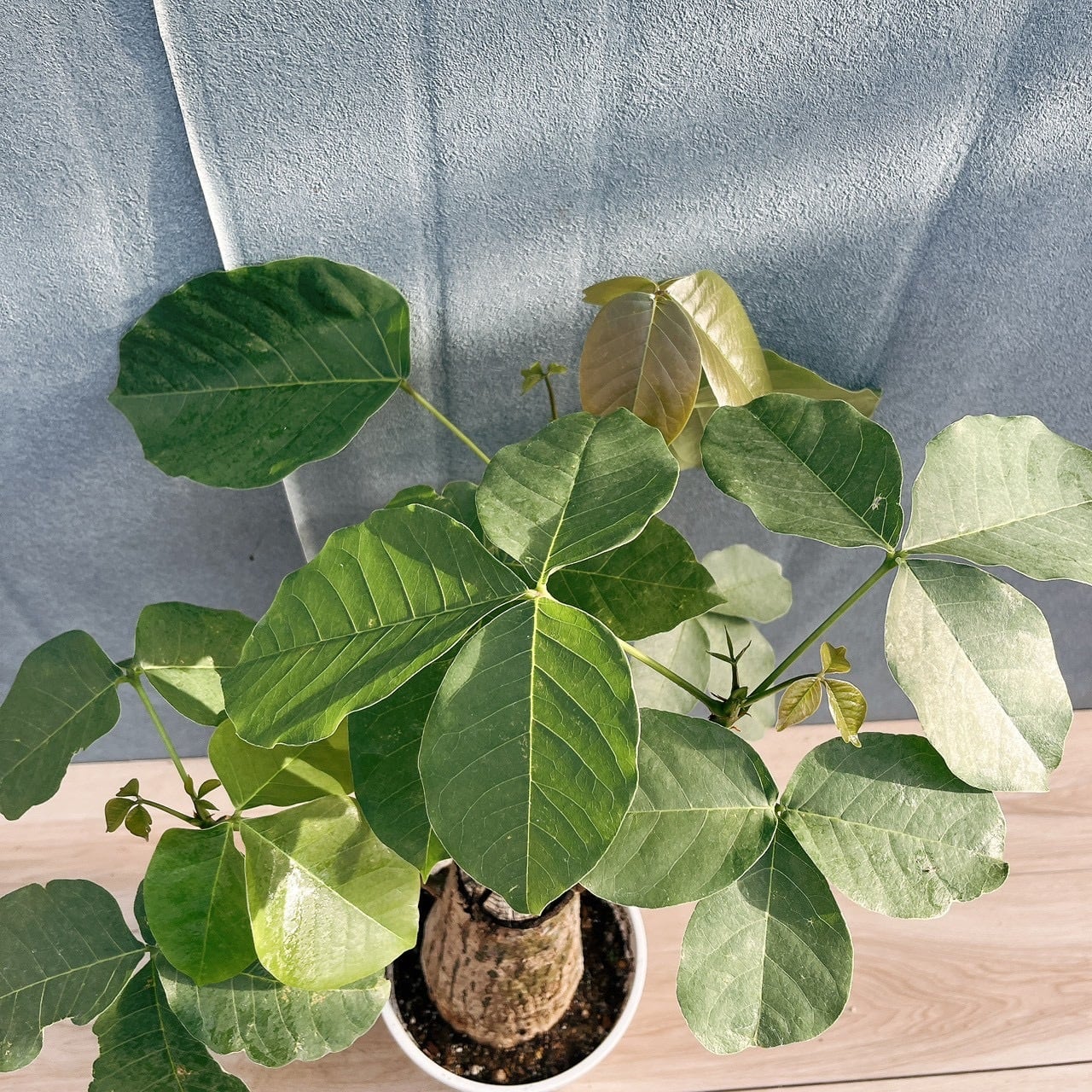 現品］【希少】16番 ボンバックス 6号 塊根植物 コーデックス 観葉植物