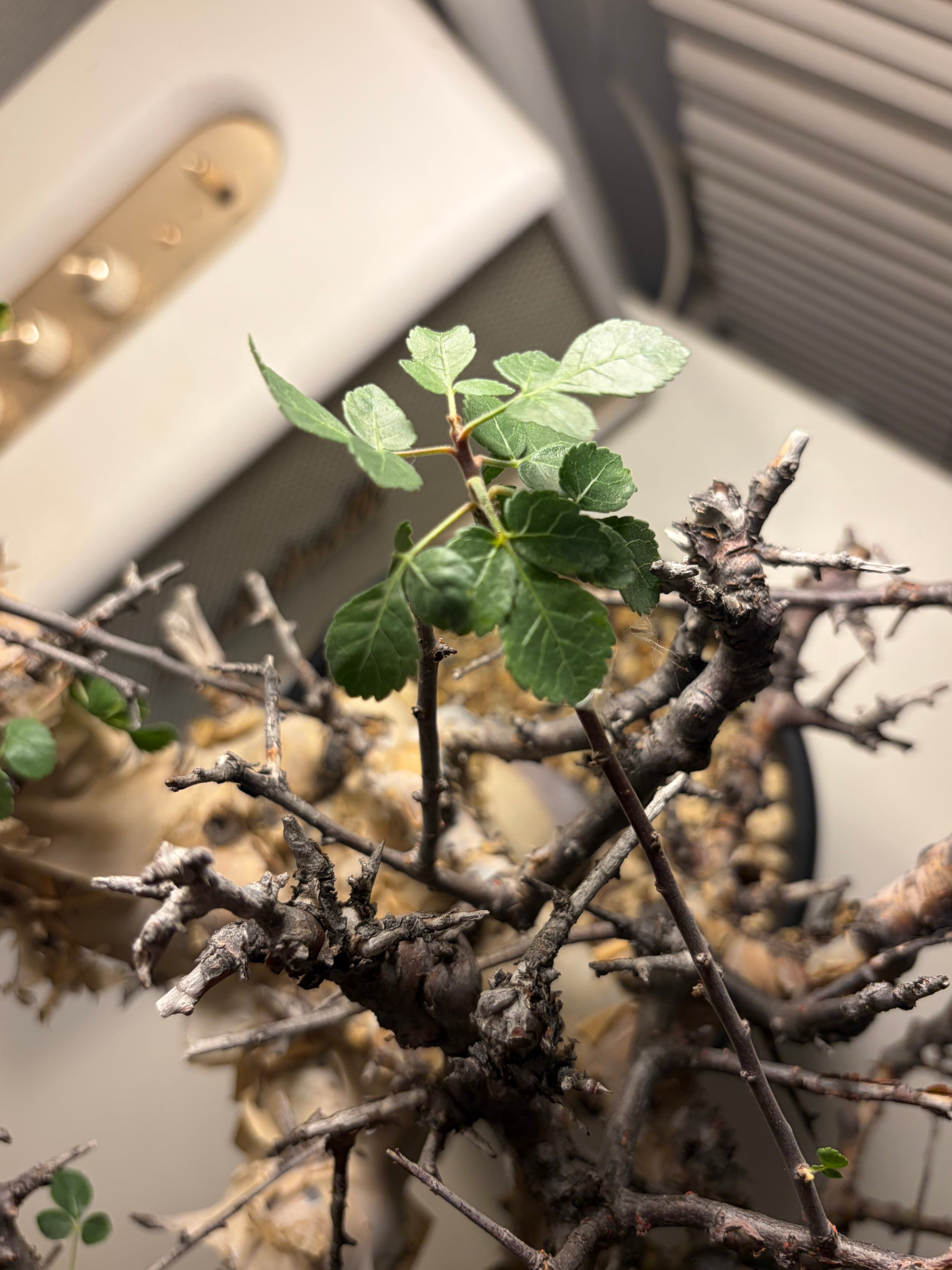 荒れ狂うコミフォラ カタフ ターカネンシス Commiphora グラキリス