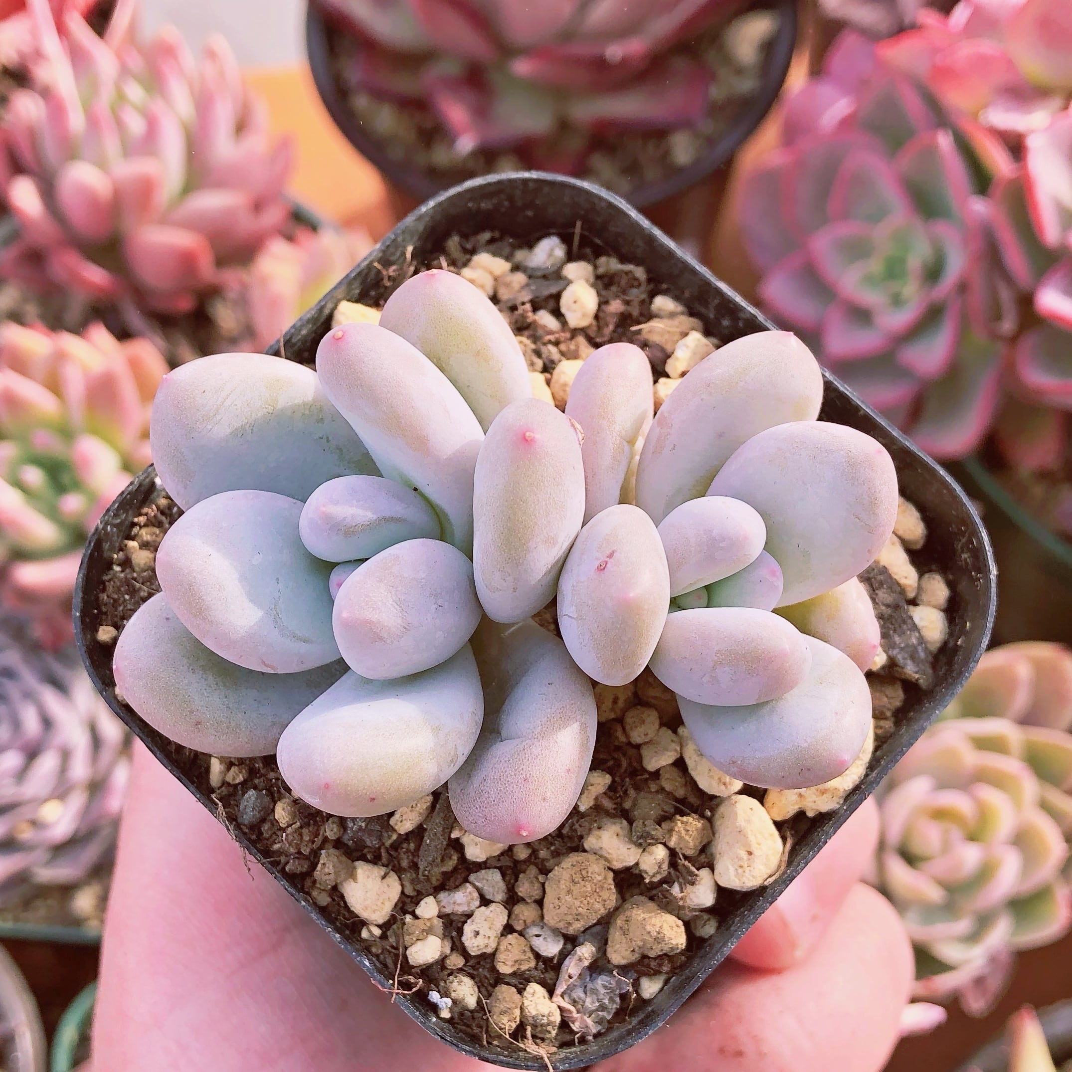 多肉植物 香水 2～3頭 群生 | るる農園~多肉植物専門