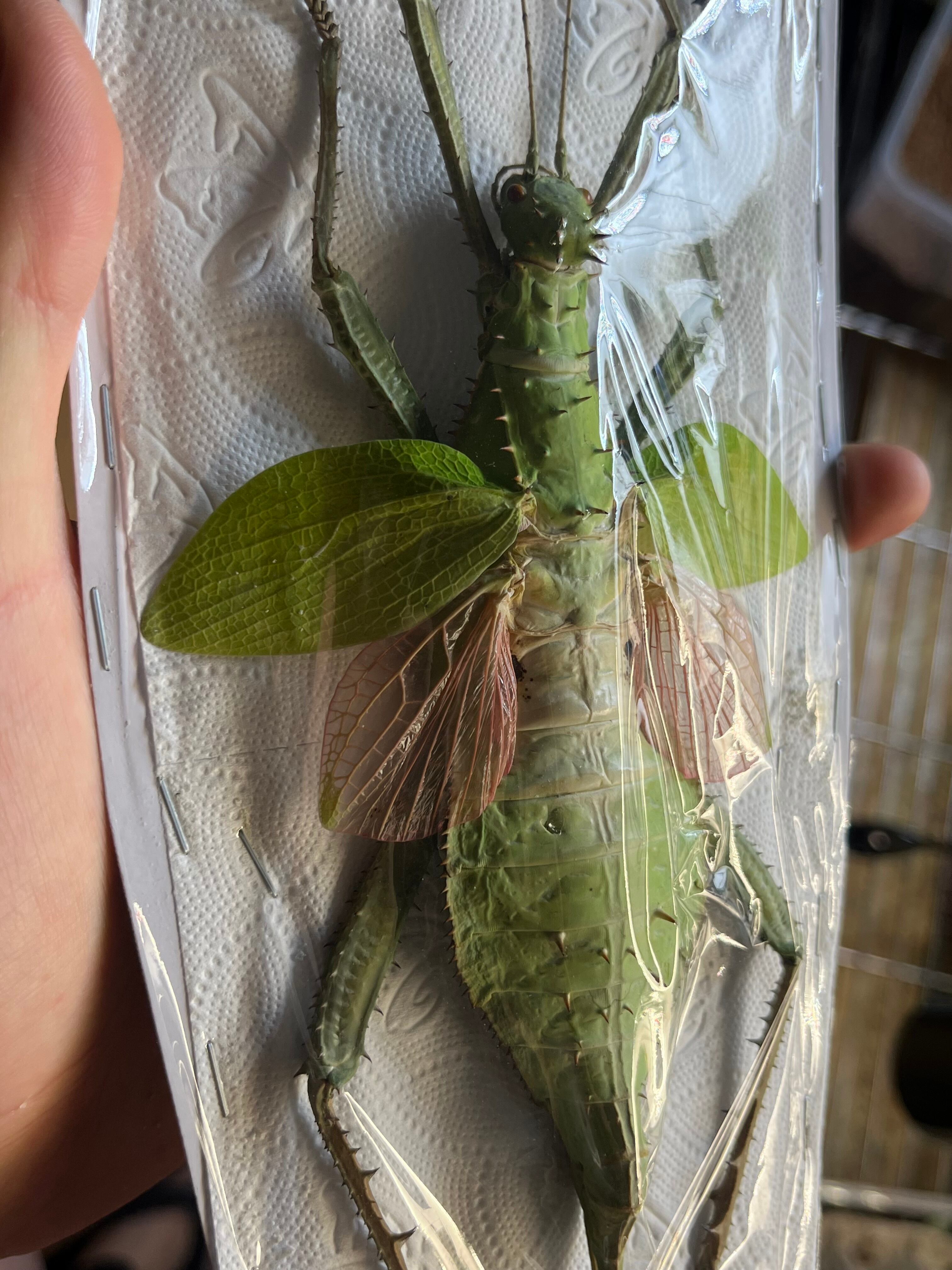 特大極美】サカダチコノハナナフシ♀ 154mm コノハムシタランチュラ