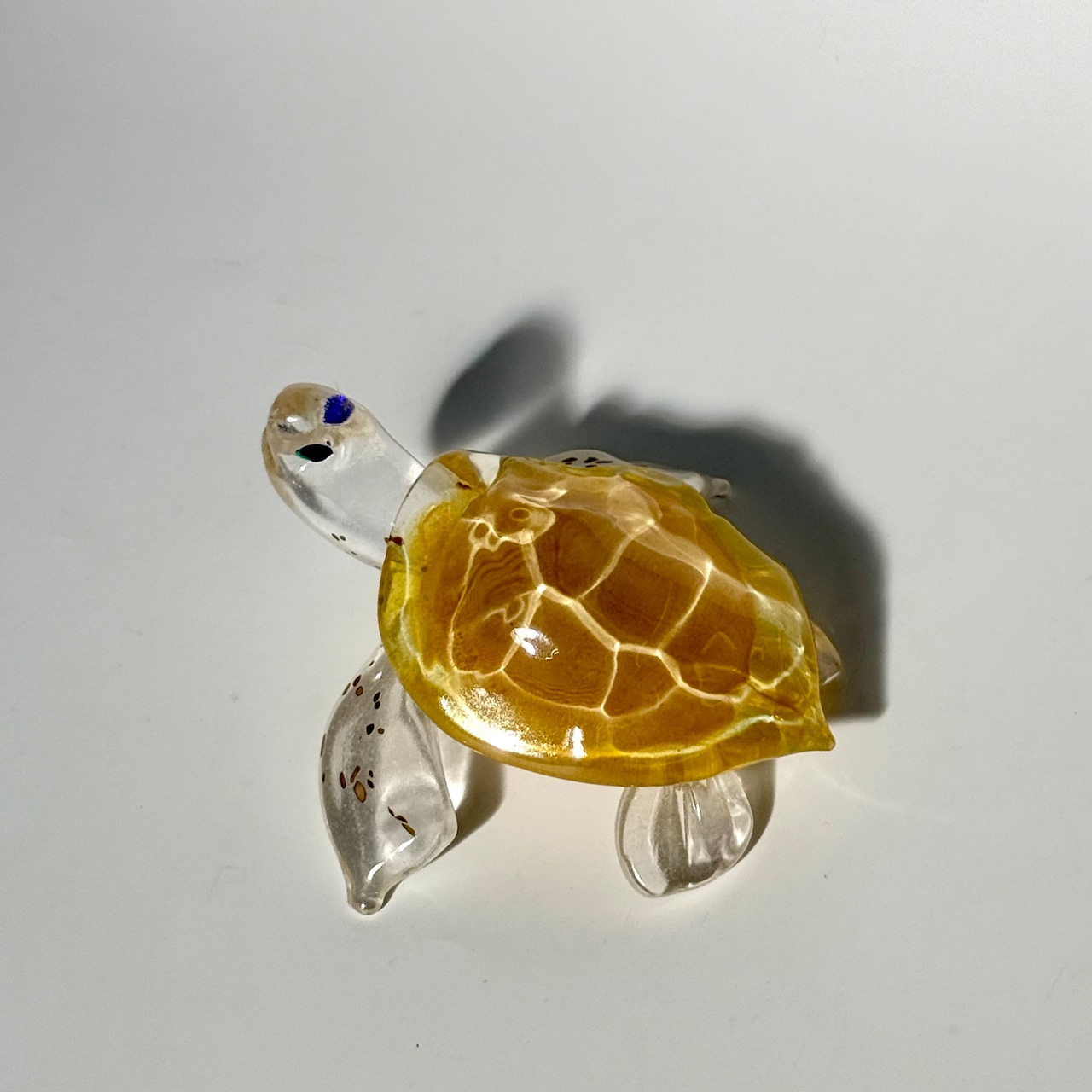 岩沢 達 ウミガメ 1
