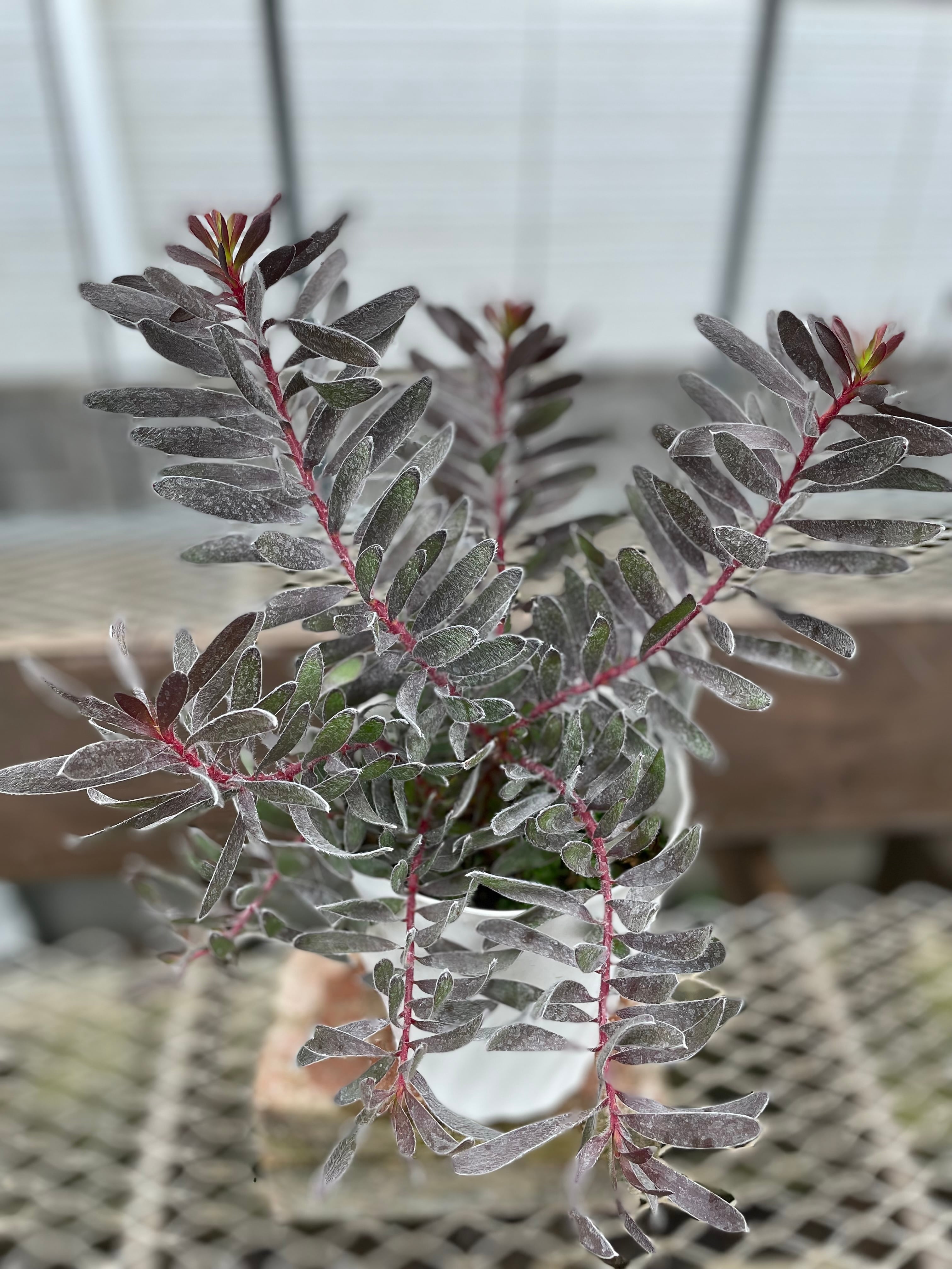 リューカデンドロン5種セット リューカデンドロン サファリサンセット 5寸ポット | 鉢花・花苗