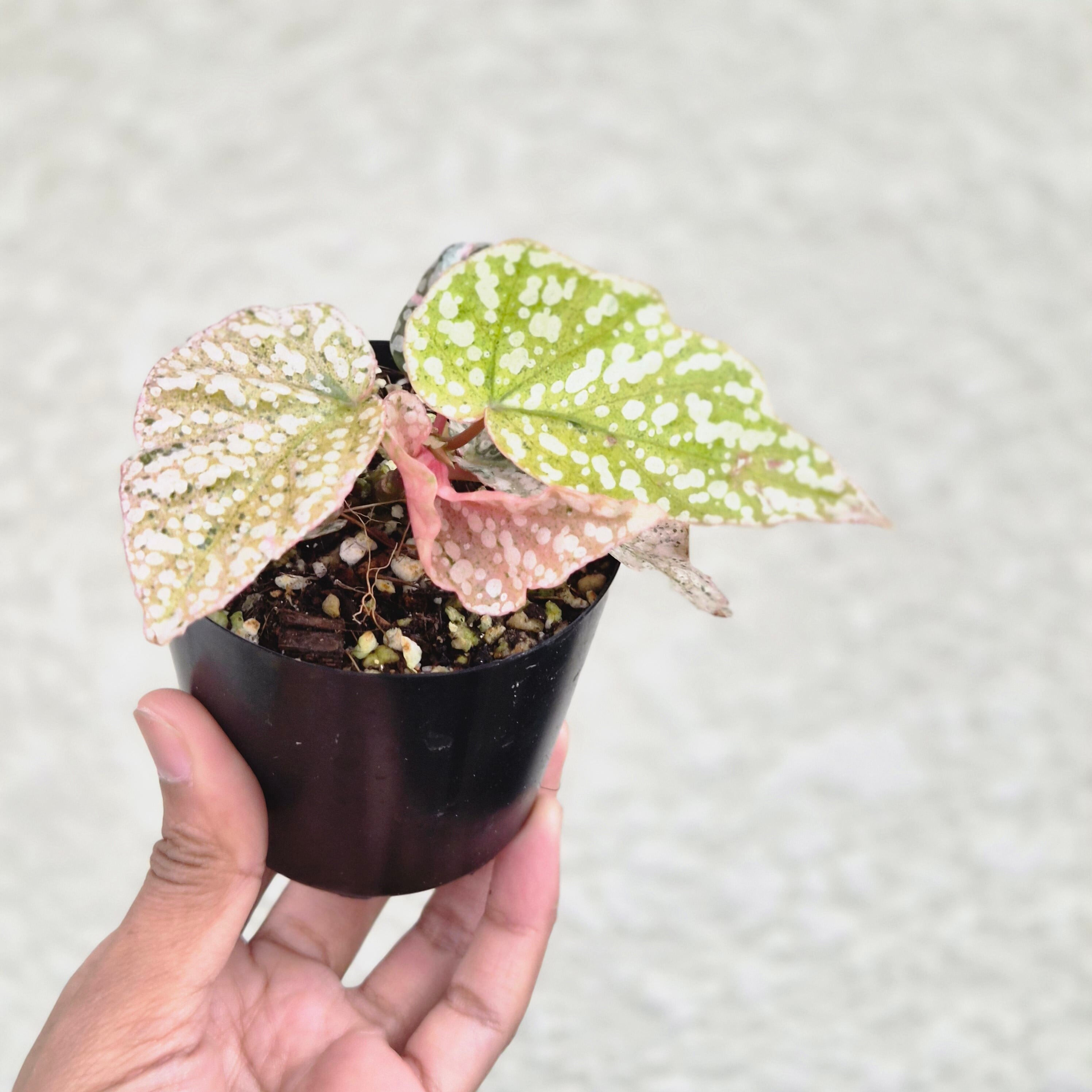 ①《Begonia Snow Capped Pink Variegated》ベゴニア スノーキャップド ピンク斑入り 観葉植物 /ポット発送
