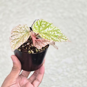 ①《Begonia Snow Capped Pink Variegated》ベゴニア スノーキャップド ピンク斑入り 観葉植物 /ポット発送