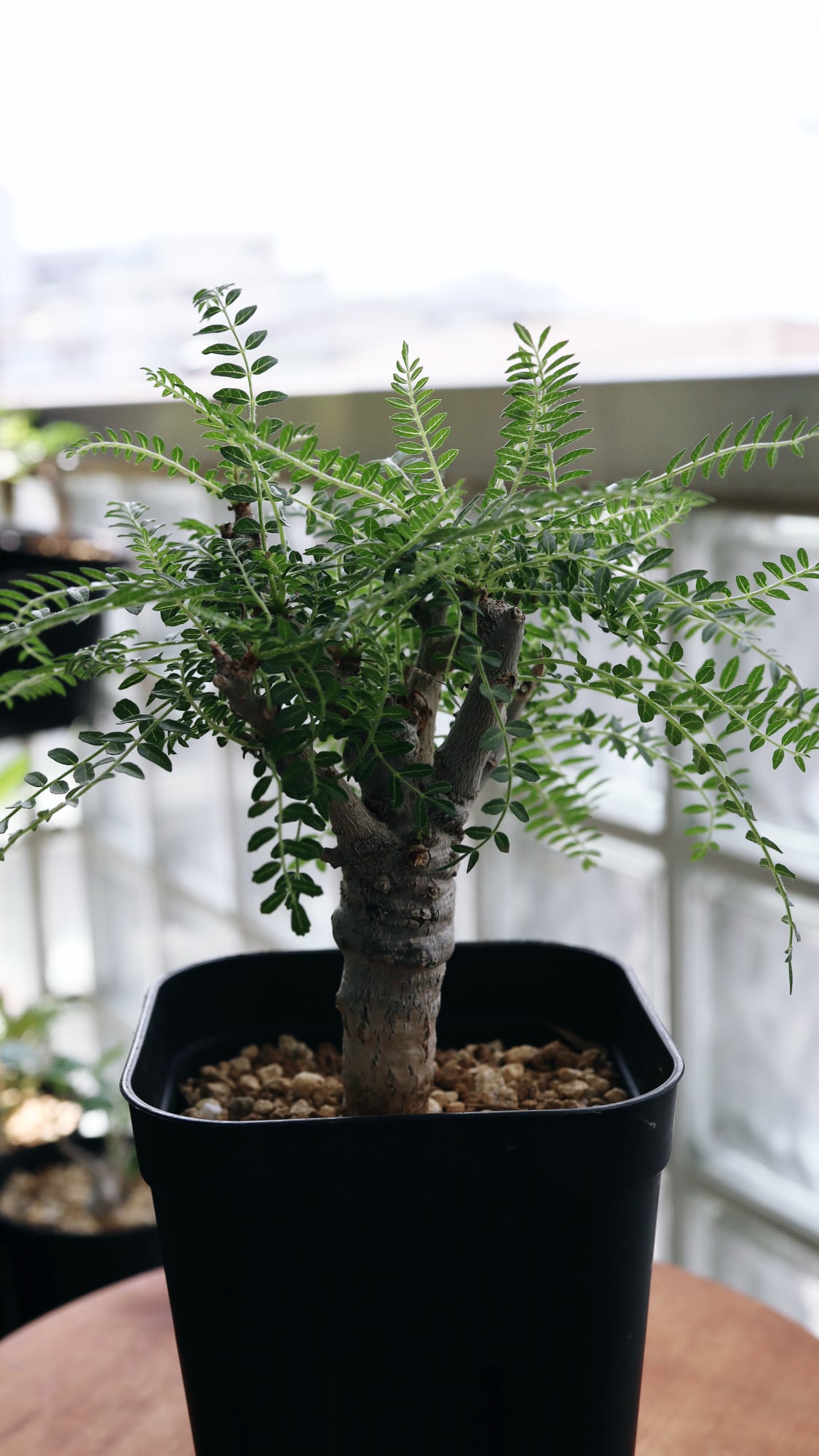 ボスウェリア ネグレクタ | Boswellia neglecta(実生)_01 ボスウェリア ネグレクタ | Boswellia neglecta(実生)_01