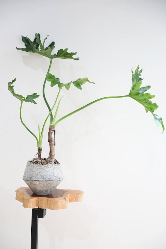 【M】セローム 根上り/Philodendron selloum ※陶器鉢付き