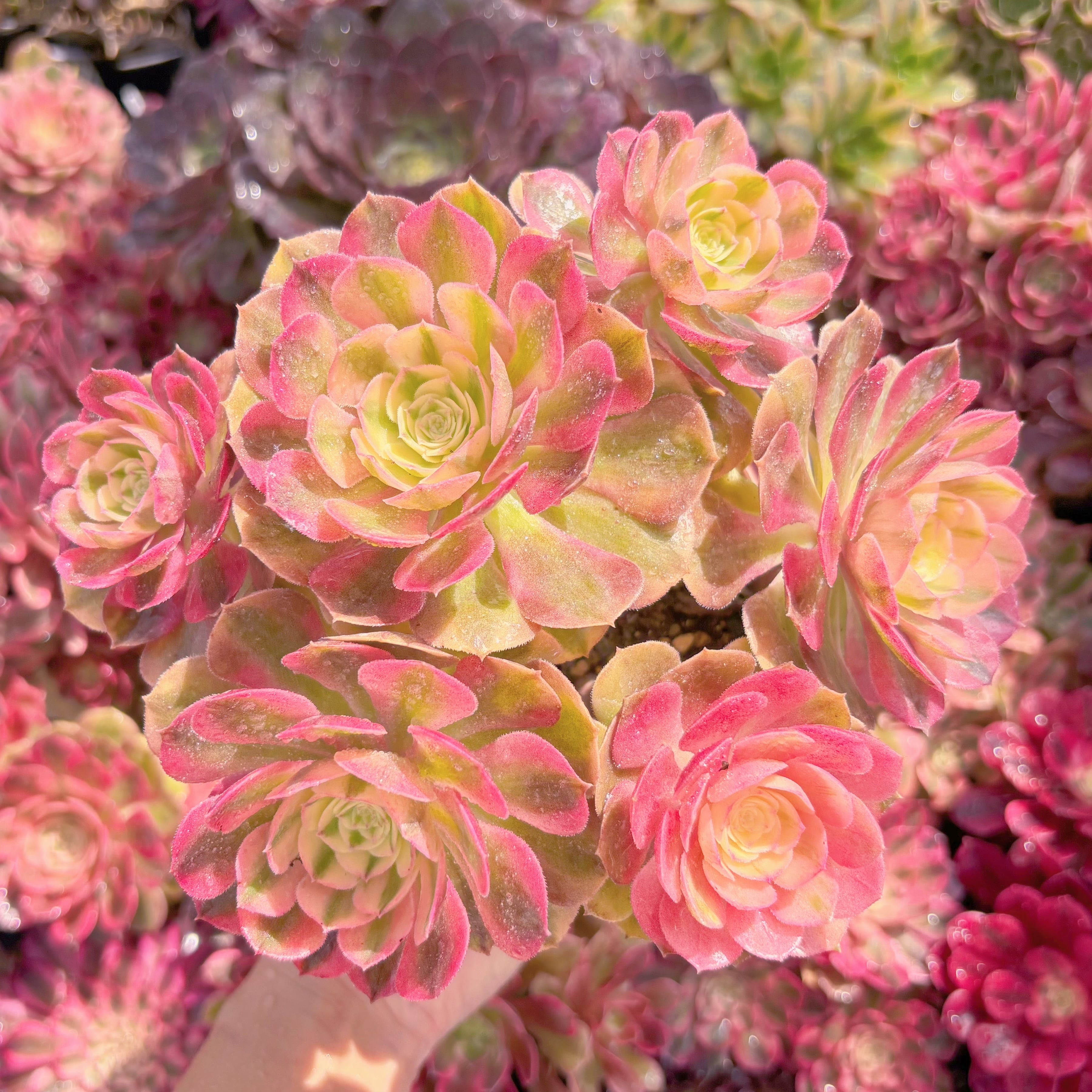 現品　ハロウィン白錦#M027　新入荷　るる農園