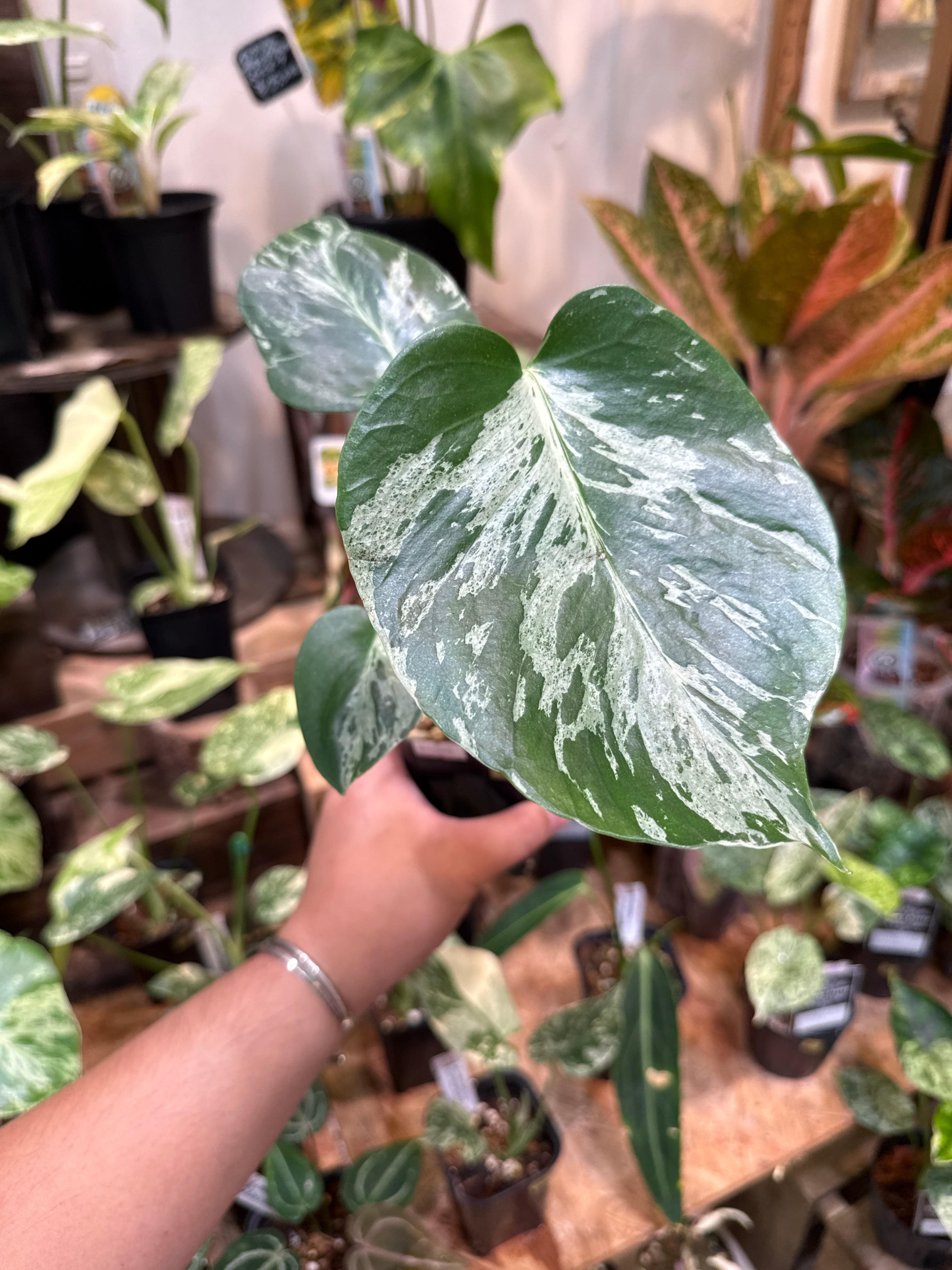 11. モンステラ デリシオサ バルバソー /Monstera D. 'Bulbasur