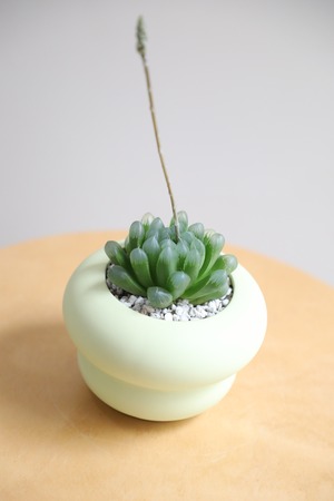 【S】ハオルチア オブツーサ/Haworthia obtusa