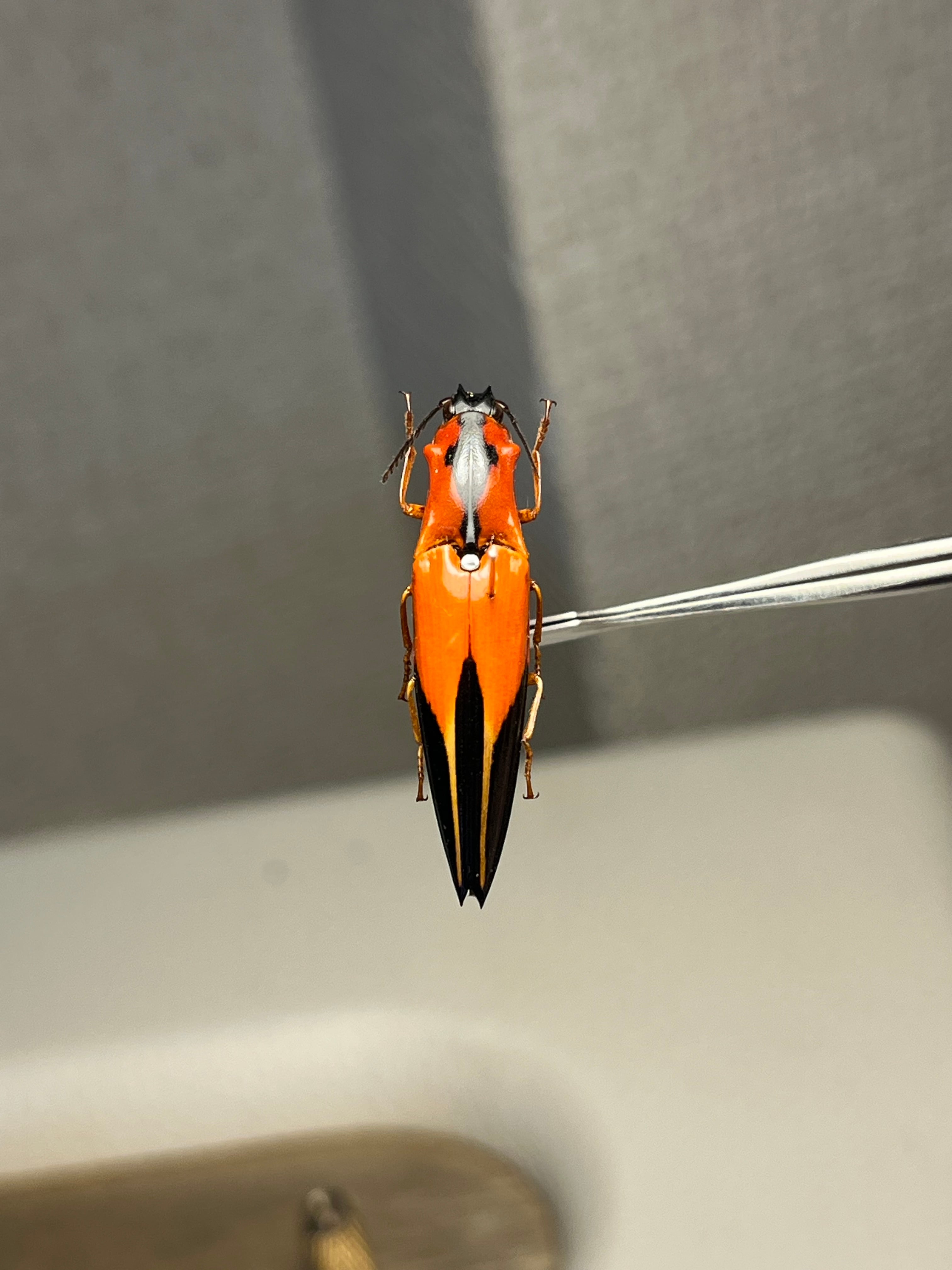 32mm】フェラーリコメツキムシ アングラトゥスミカドコメツキムシ 甲虫