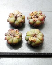 発根済カット苗 金雀 L Echeveria 'Goldfinch'