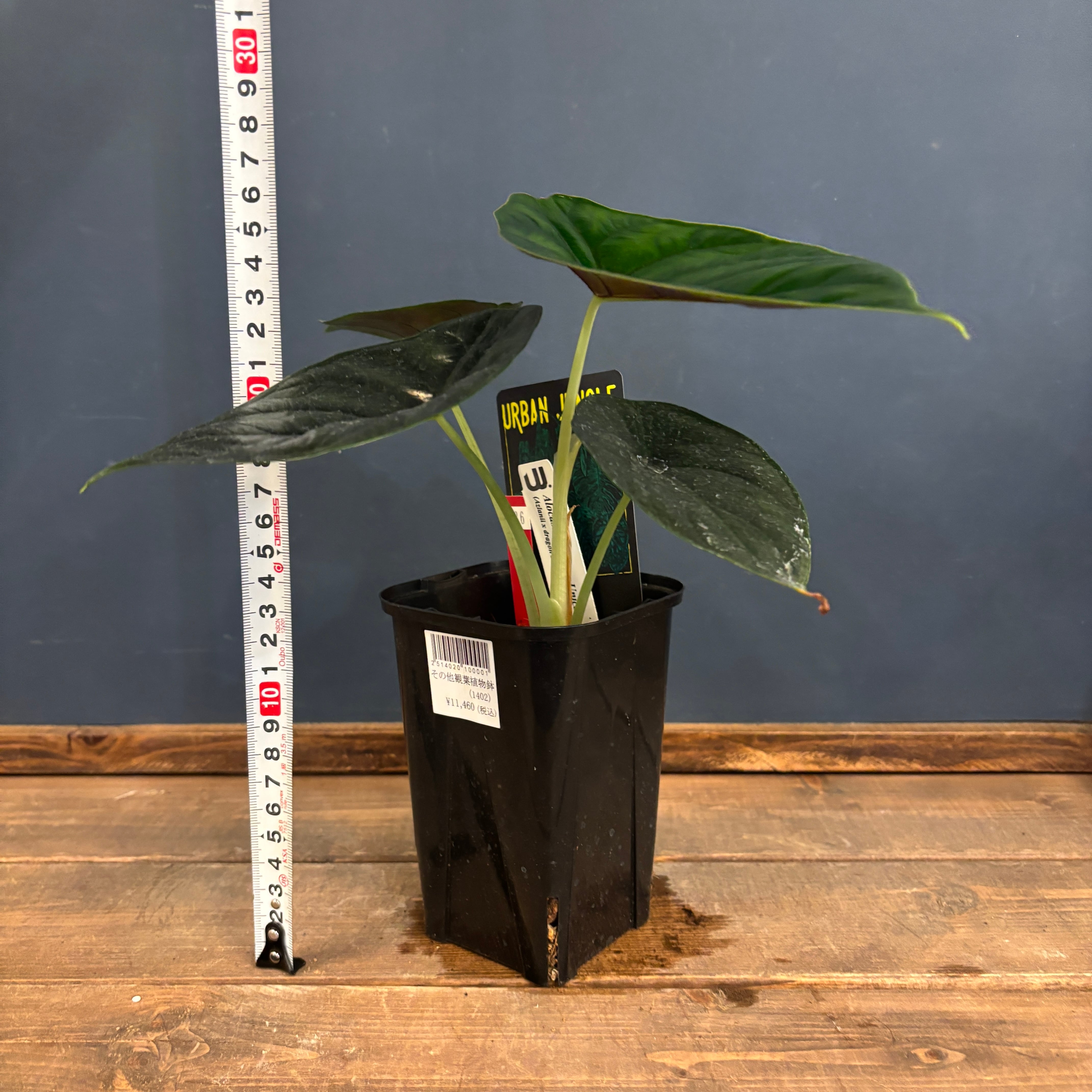 超希少❗️美株❗️交配種❗️アロカシア　グリーンユニコーン✨ Secret Bazaar | _ 『 アロカシア・グリーンユニコーン