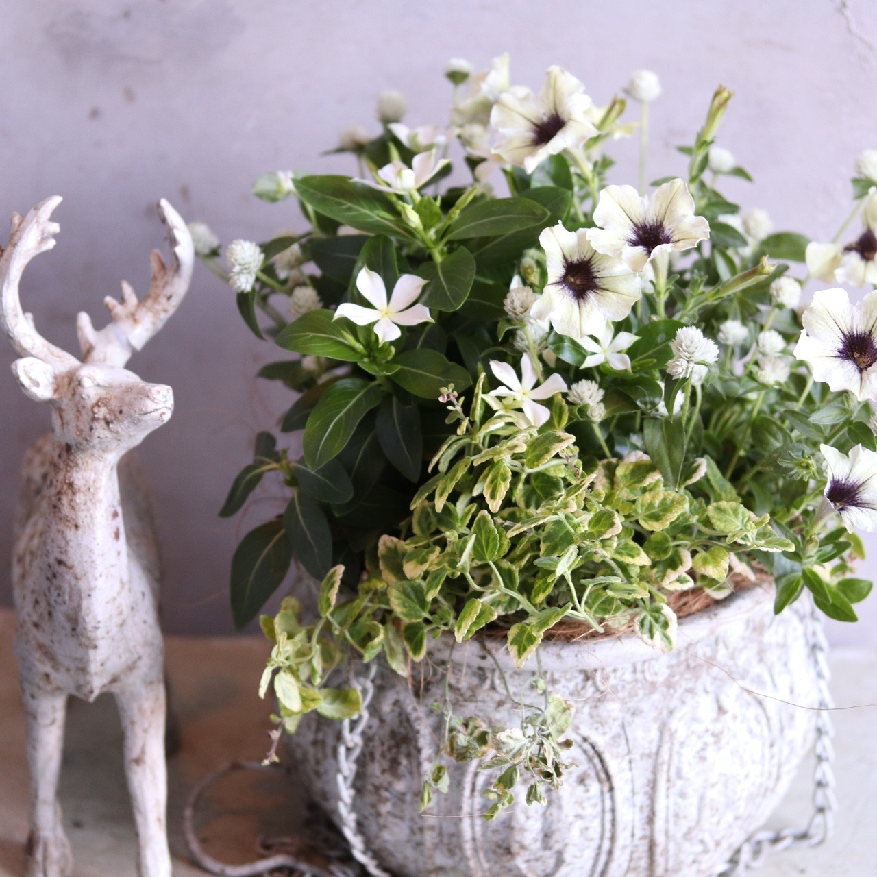 寄せ植え　ニチニチソウ白雪姫２WAY寄せ植え｜届いてすぐ飾れる完成品｜玄関にオススメ｜新築・開店祝いギフト｜モンディマンシェ