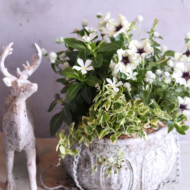 寄せ植え　ニチニチソウ白雪姫２WAY寄せ植え｜届いてすぐ飾れる完成品｜玄関にオススメ｜新築・開店祝いギフト｜モンディマンシェ