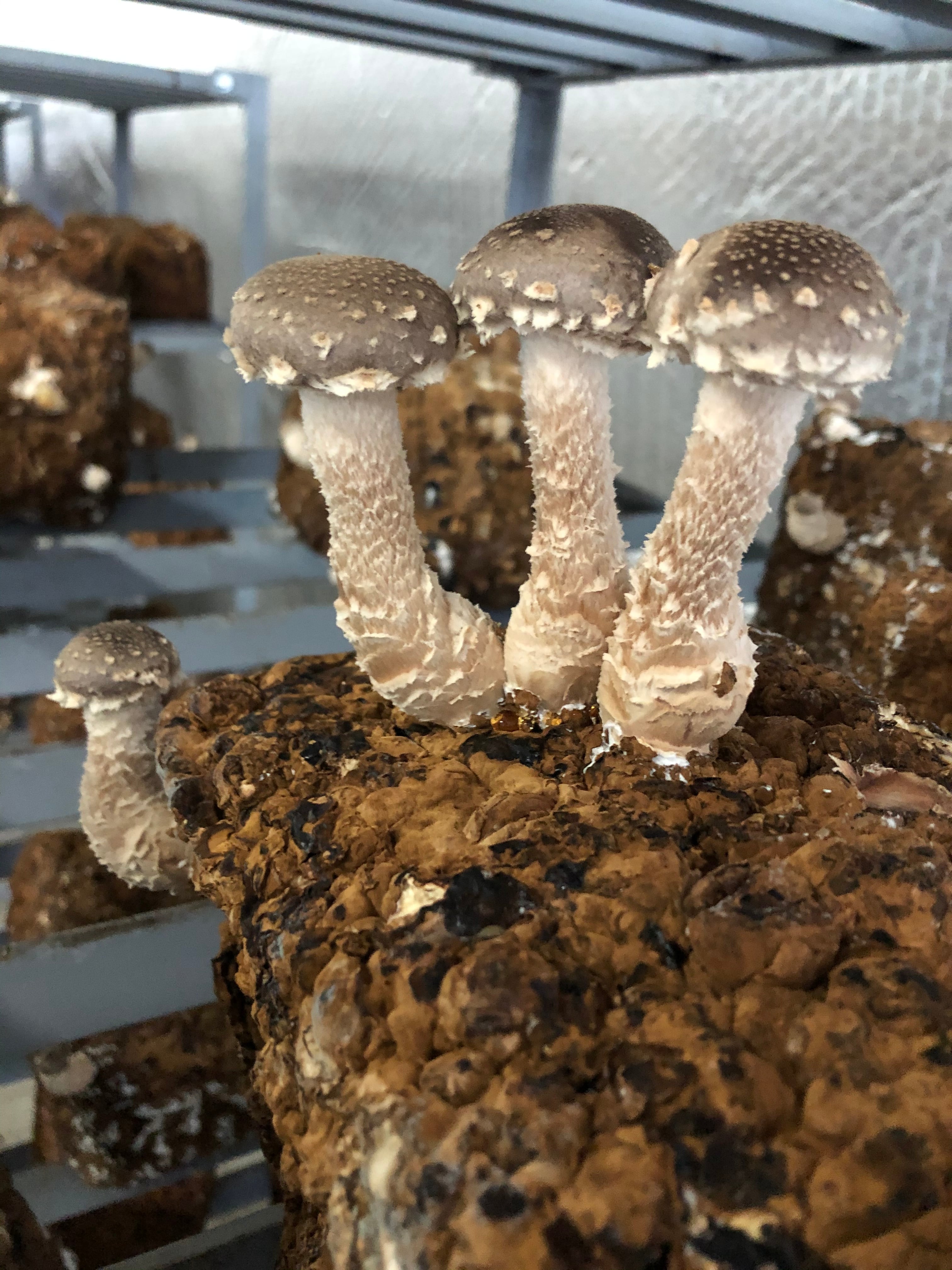 浜松きのこパック入り 約100g | 丸昌 - marusyo -