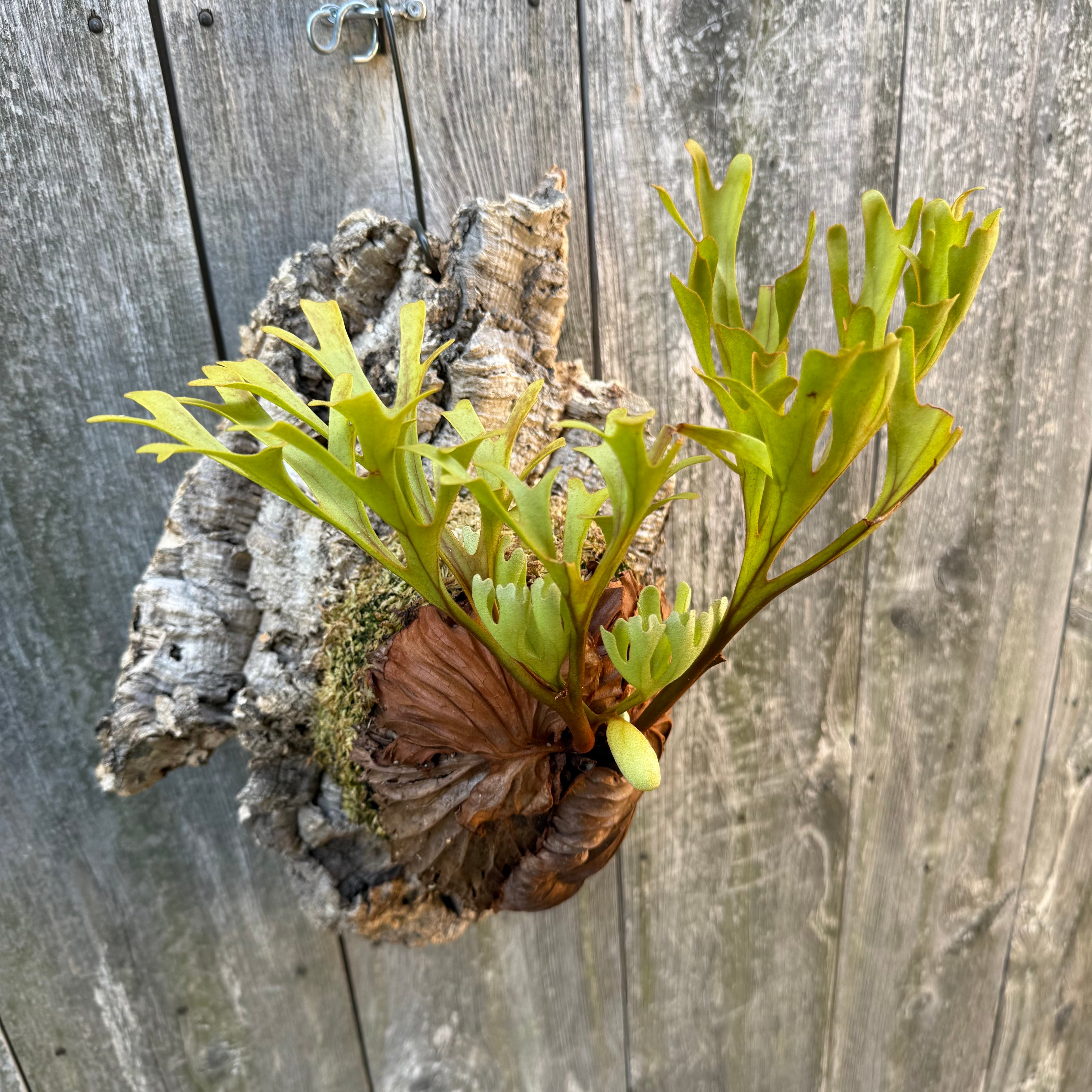 P.ridleyi wild | naturefix