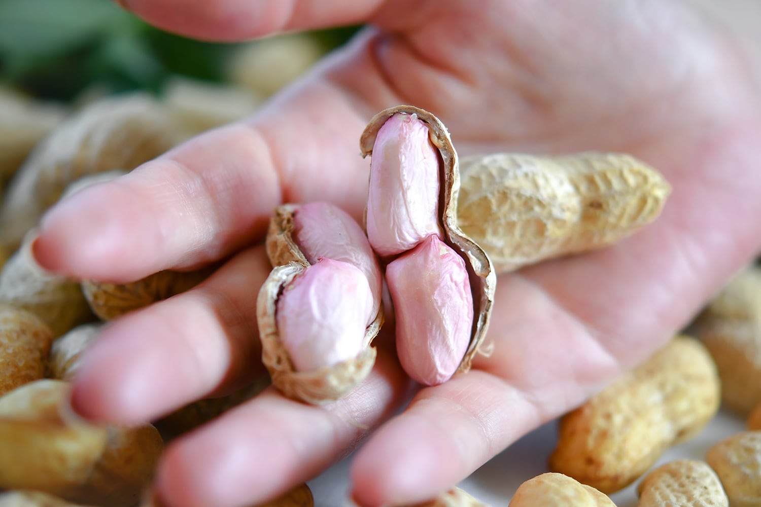 ふじさんジャンボ落花生「20kg」業務用L | 無農薬有機栽培 やさし菜