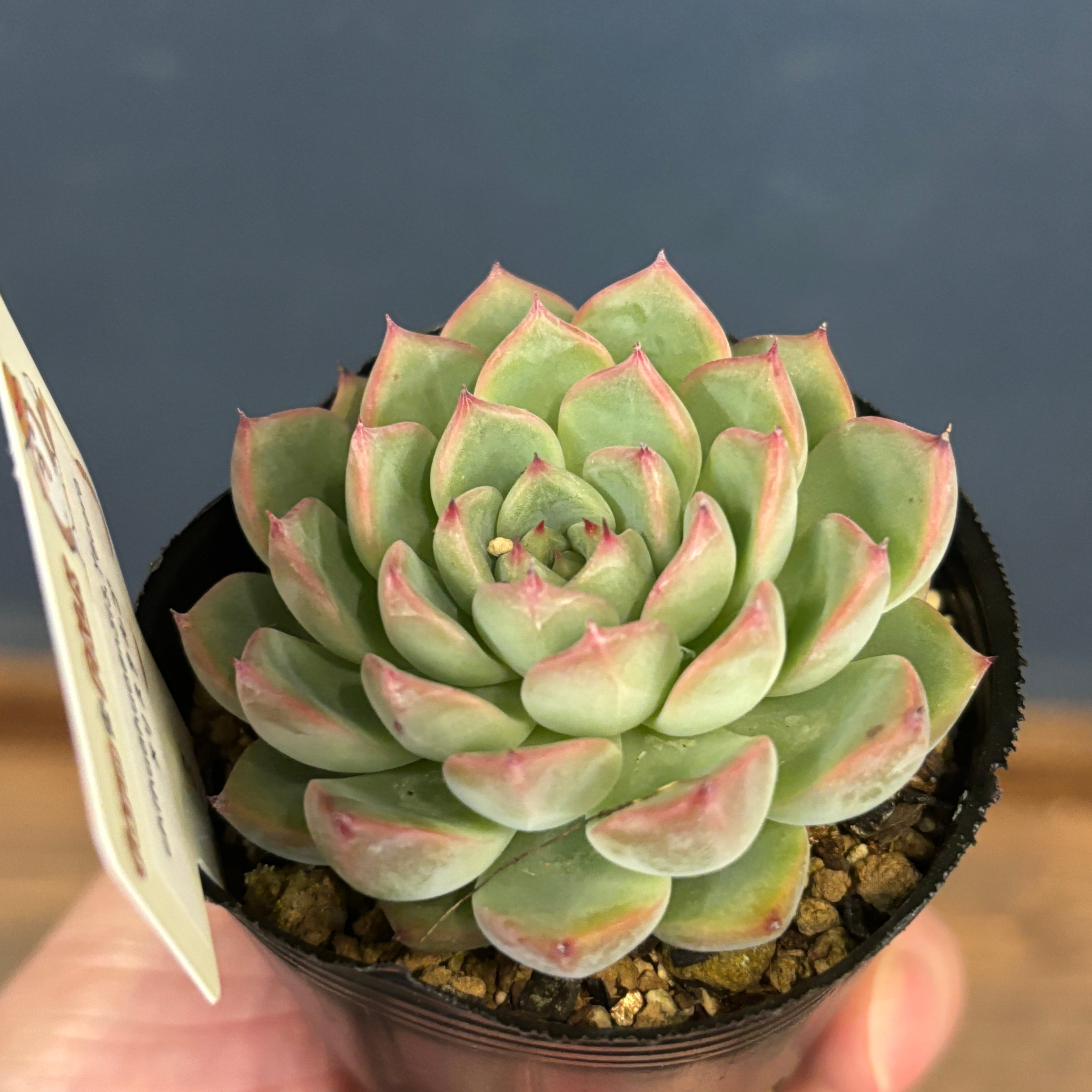 MM様、専用出品、キング２ｍｘ3苗＝38400円 farmPALKさん苗 エケベリア chihuahuaensis, Yecora × リスタルゴ【184