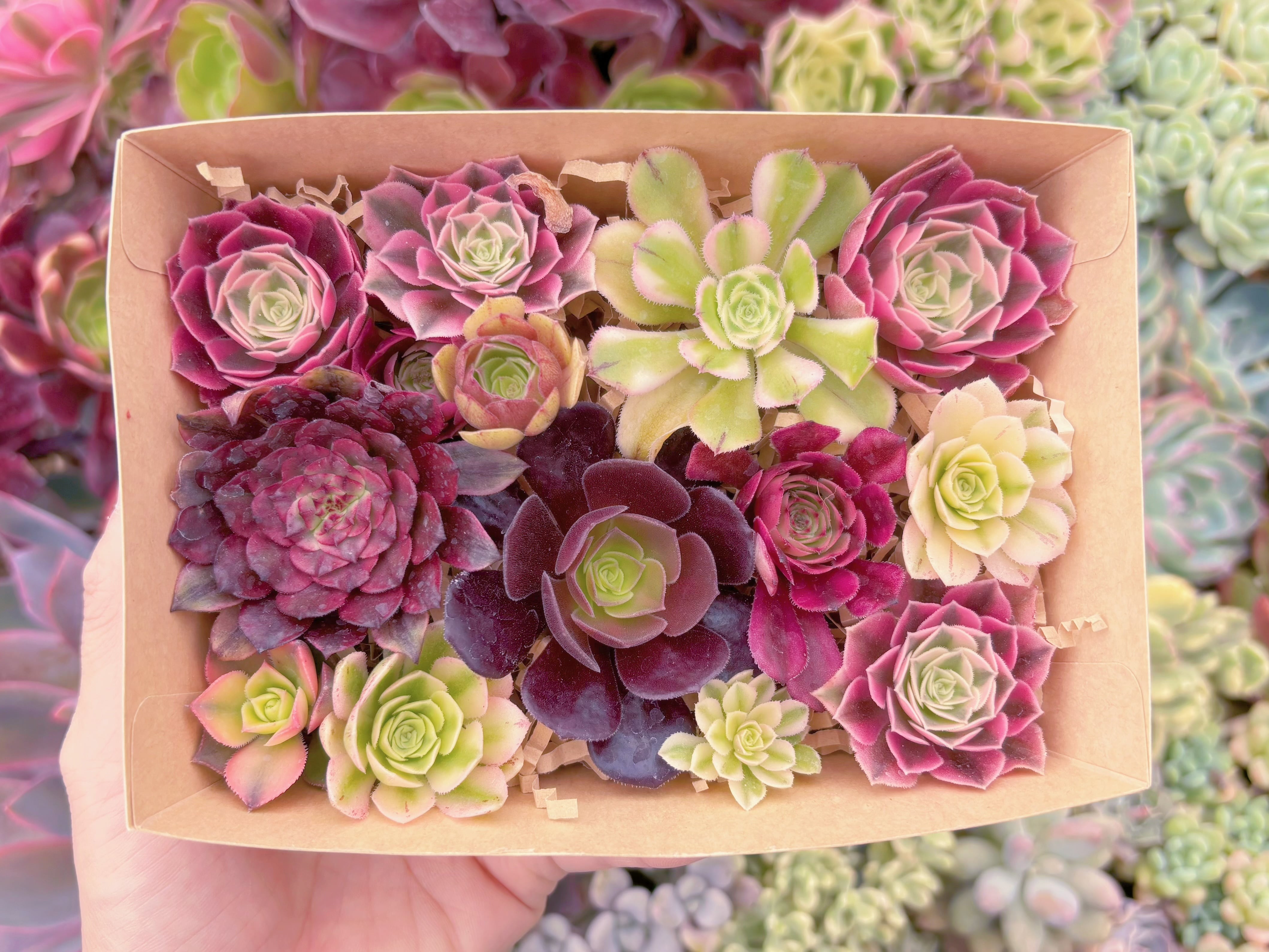 現品　寄せ植えセット#D05　るる農園