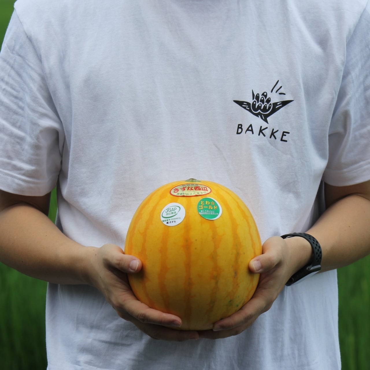 黄皮で赤実のスイカ⁉】きずなの「とわ☆ゴールド」2L/1玉 (秋田県横手