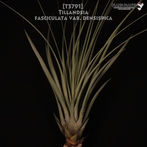 【送料無料】fasciculata var. densispica〔エアプランツ〕現品発送T3791