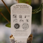 【希少】Anthurium 'Michelle' by DOC BLOCK⑥ / アンスリウム・ミシェル│観葉植物