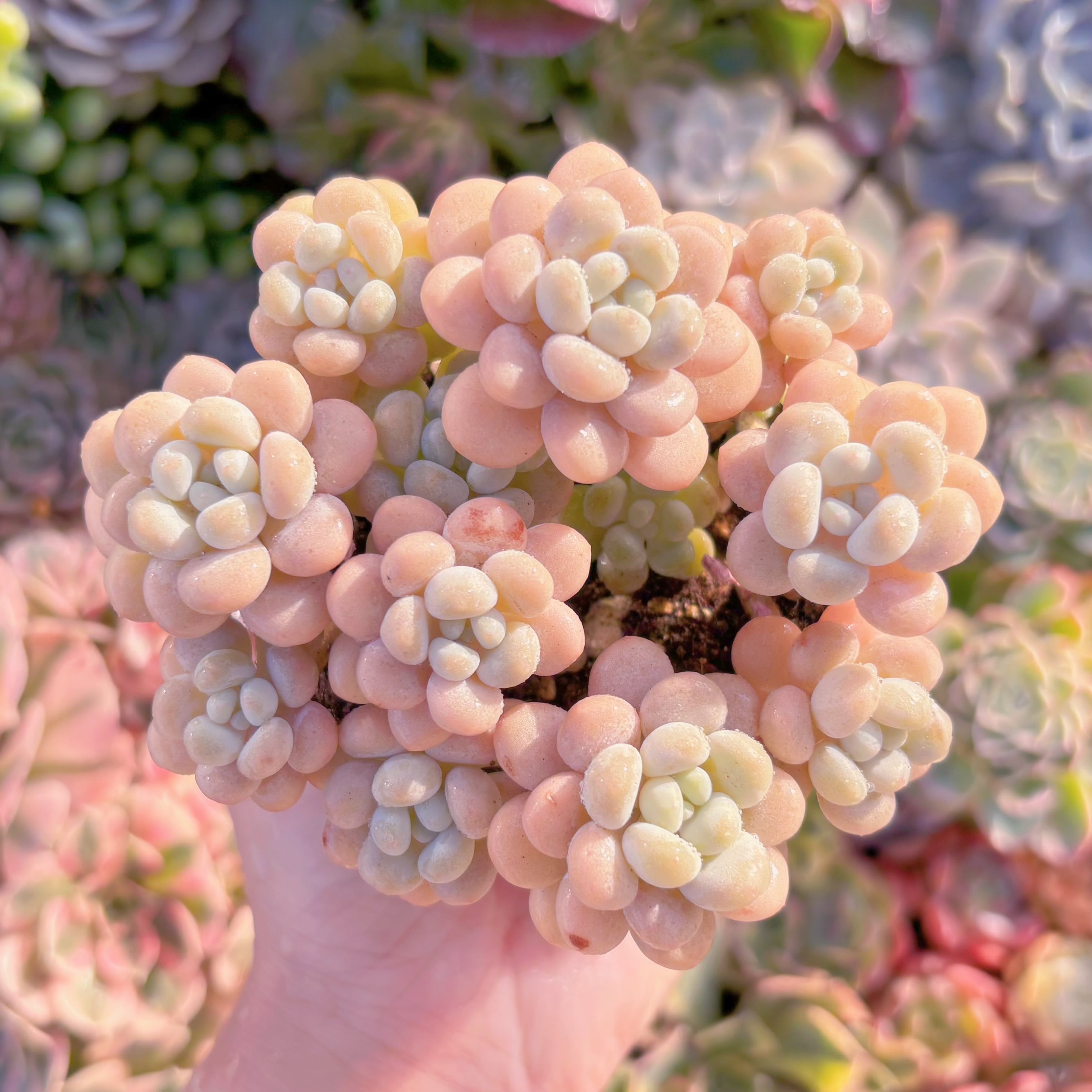 現品　丸葉ストロベリーミルク#765　群生　るる農園