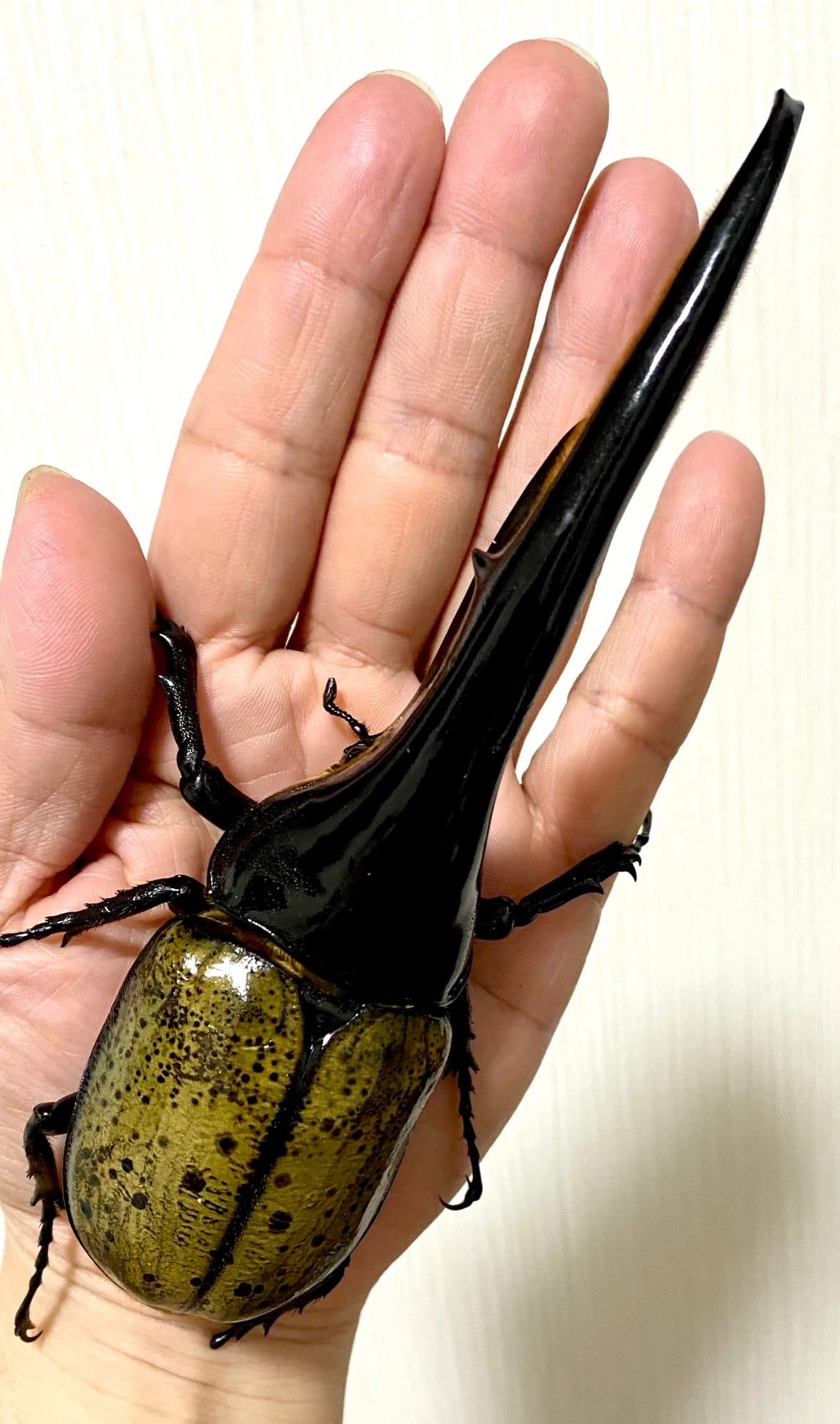 33mm】ニシキカワリタマムシ スハンダエ プラチナコガネ コブハムシ