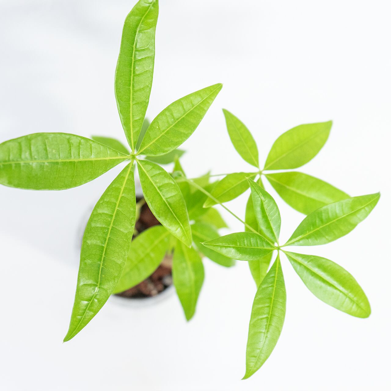 パキラ 個性ある曲がりの幹と艶やかな葉 癒しのインテリアグリーン お部屋を彩る一点物の鉢植え