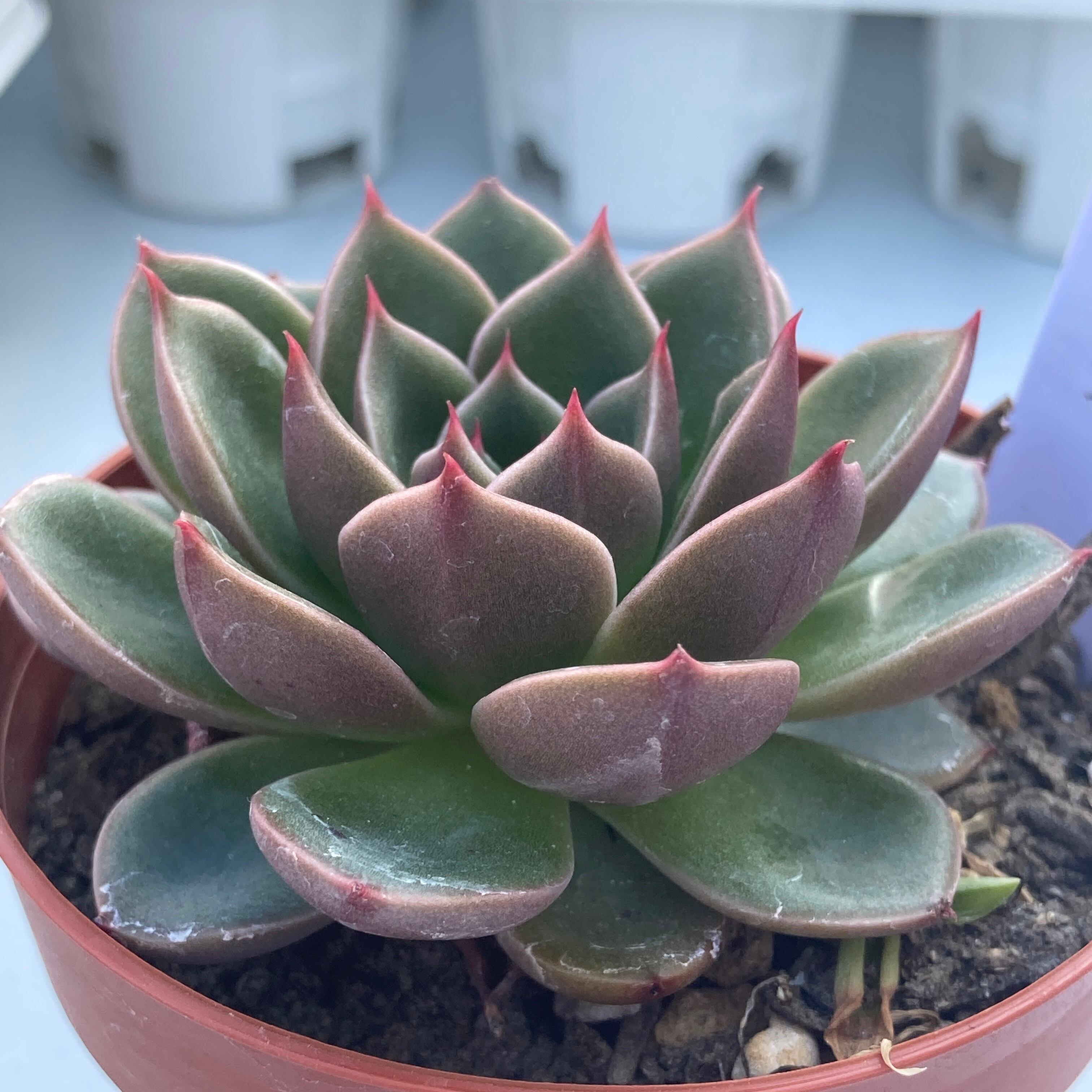 現物商品】ルドルフ | 多肉植物研究所