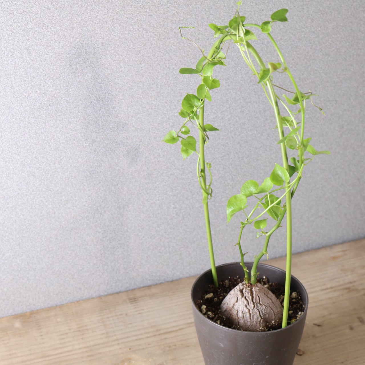 380 時間がつくる自然の芸術『亀甲竜』観葉植物 【送料無料】 | MARX