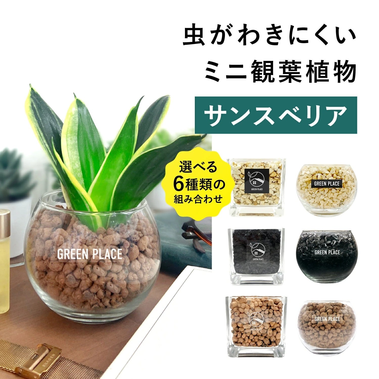 ガジュマル | GREEN PLACE