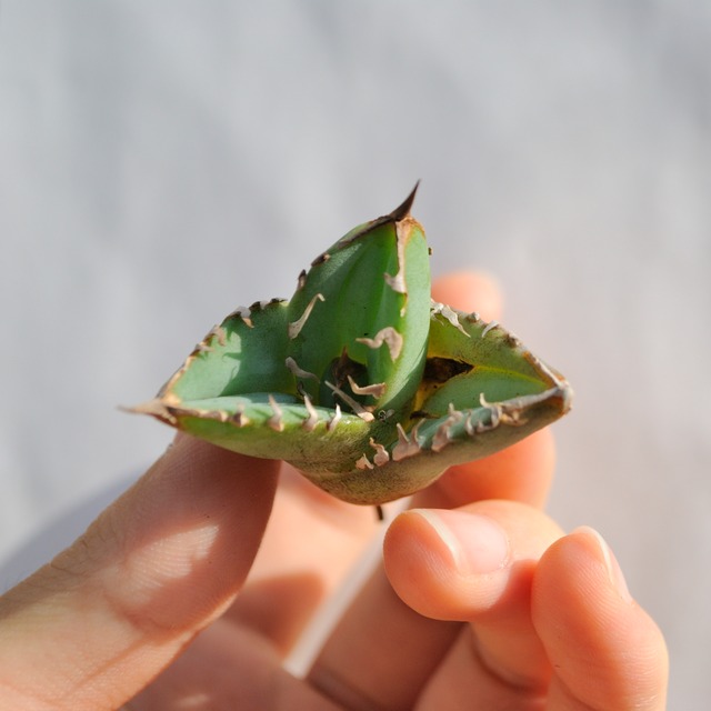 アガベ チタノタ ライトリー ホワイト ソーン セレクション No.10