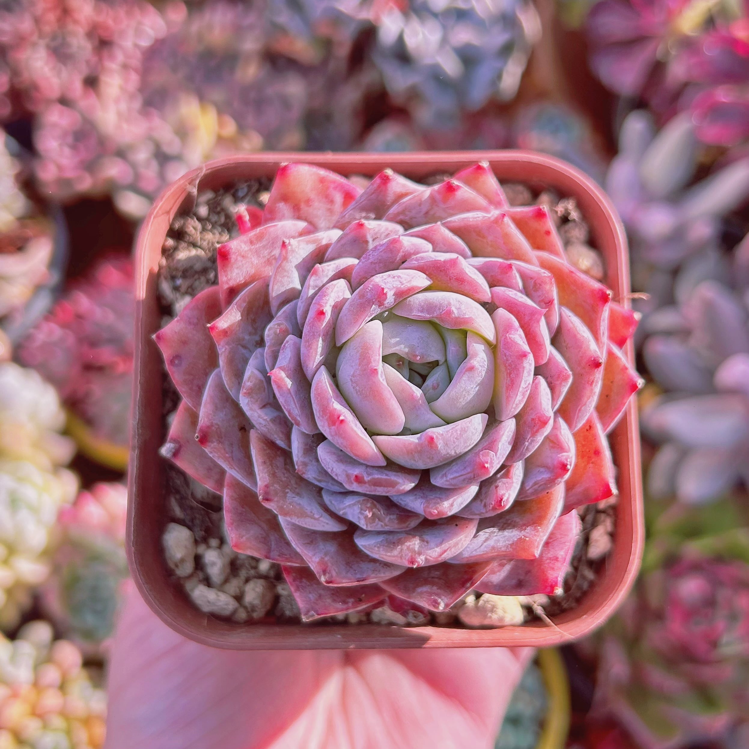 #252現物　多肉植物　アメイジンググレース　大苗