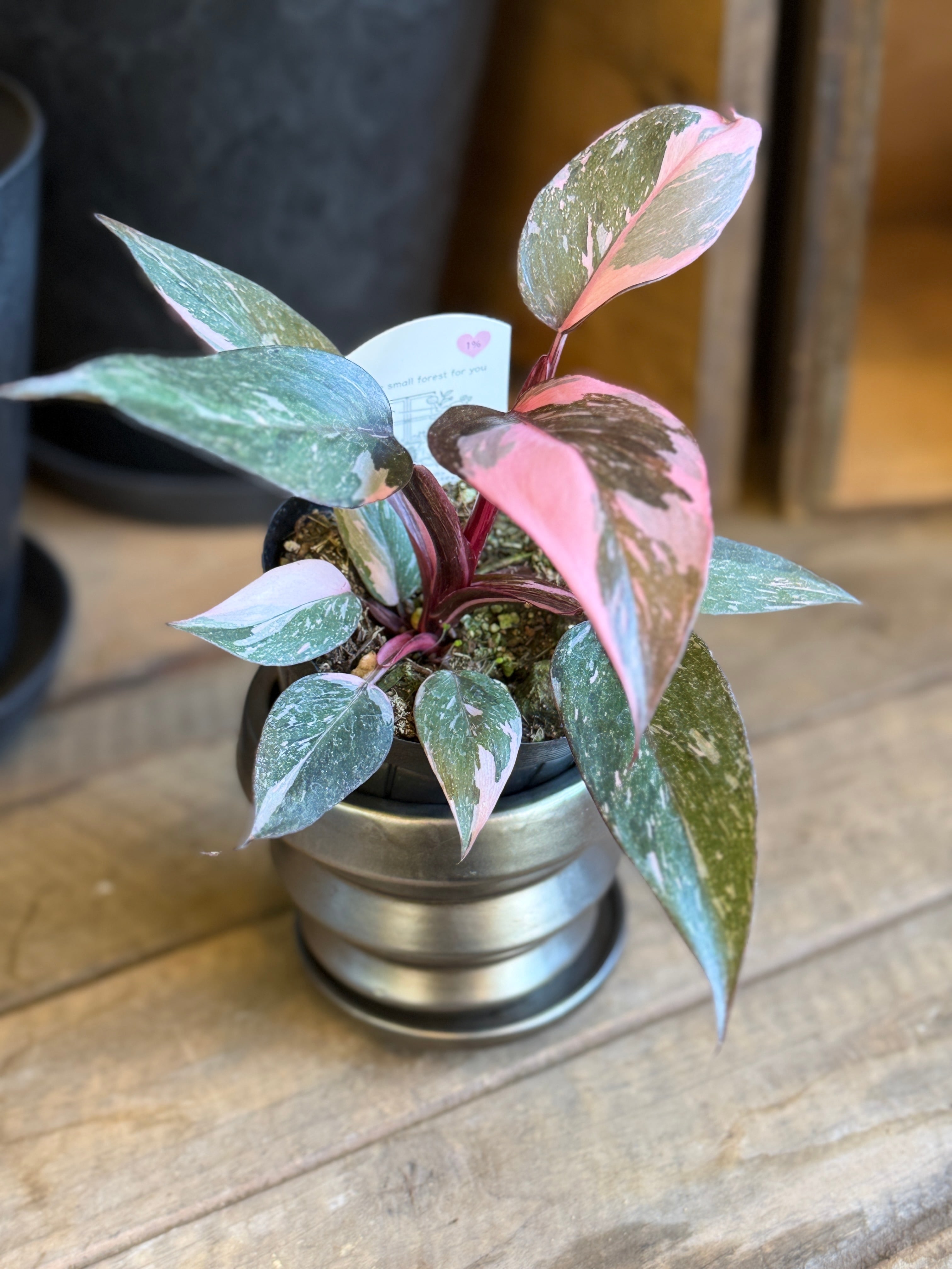 フィロデンドロン・ピンクプリンセス・ギャラクシー (3.5号ポット)