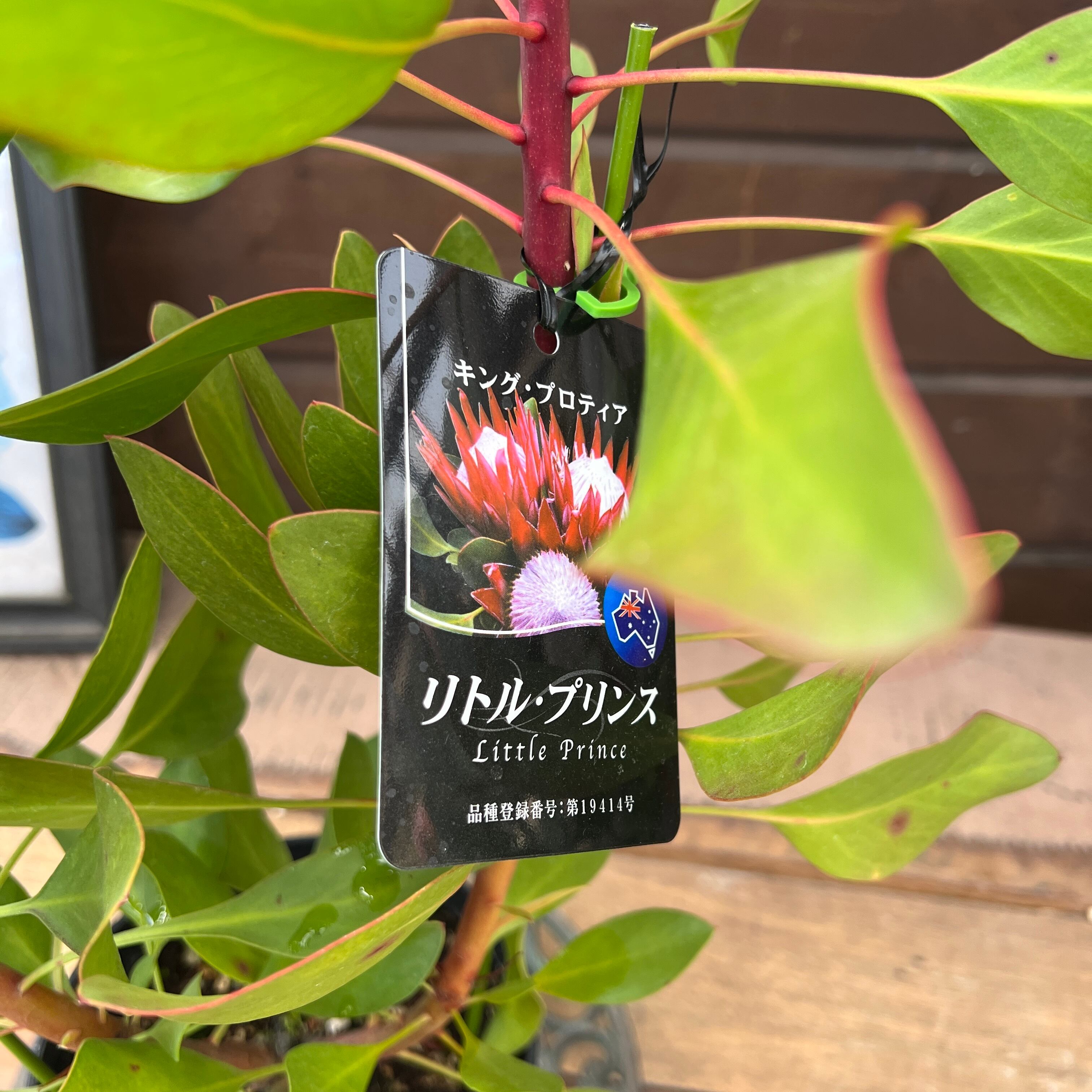 キングプロテア リトルプリンス② | 沼ノ上農園