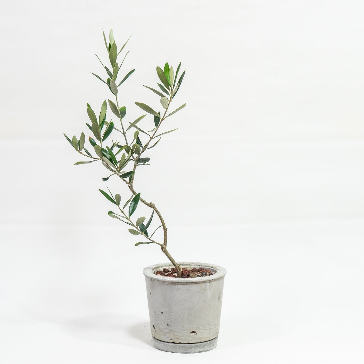 オリーブ・ネバディロブロンコ 涼しげな葉色と枝姿 風合いあるモルタル鉢仕立て