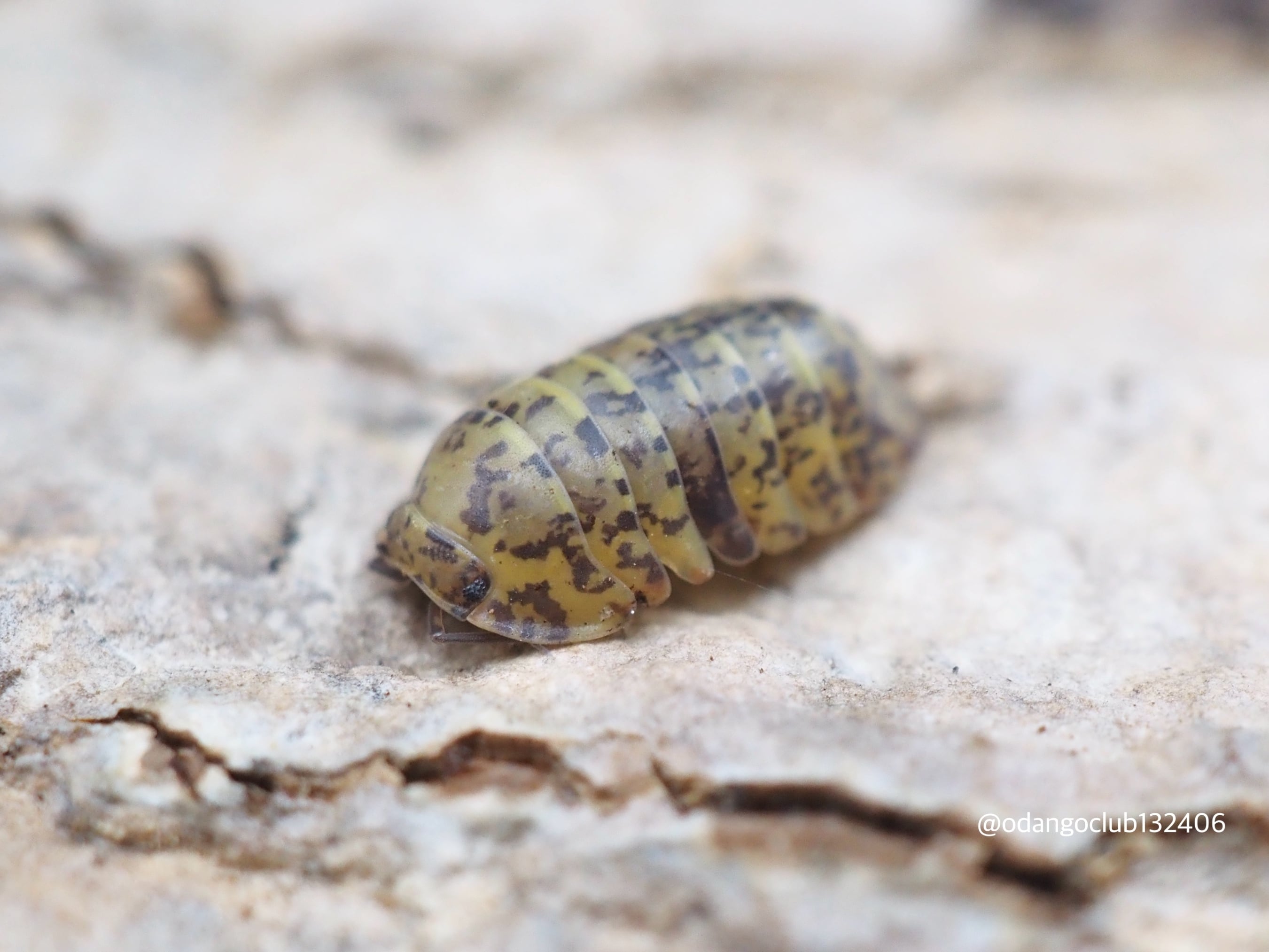 カムサー 5匹 ダンゴムシ | おだんごくらぶ