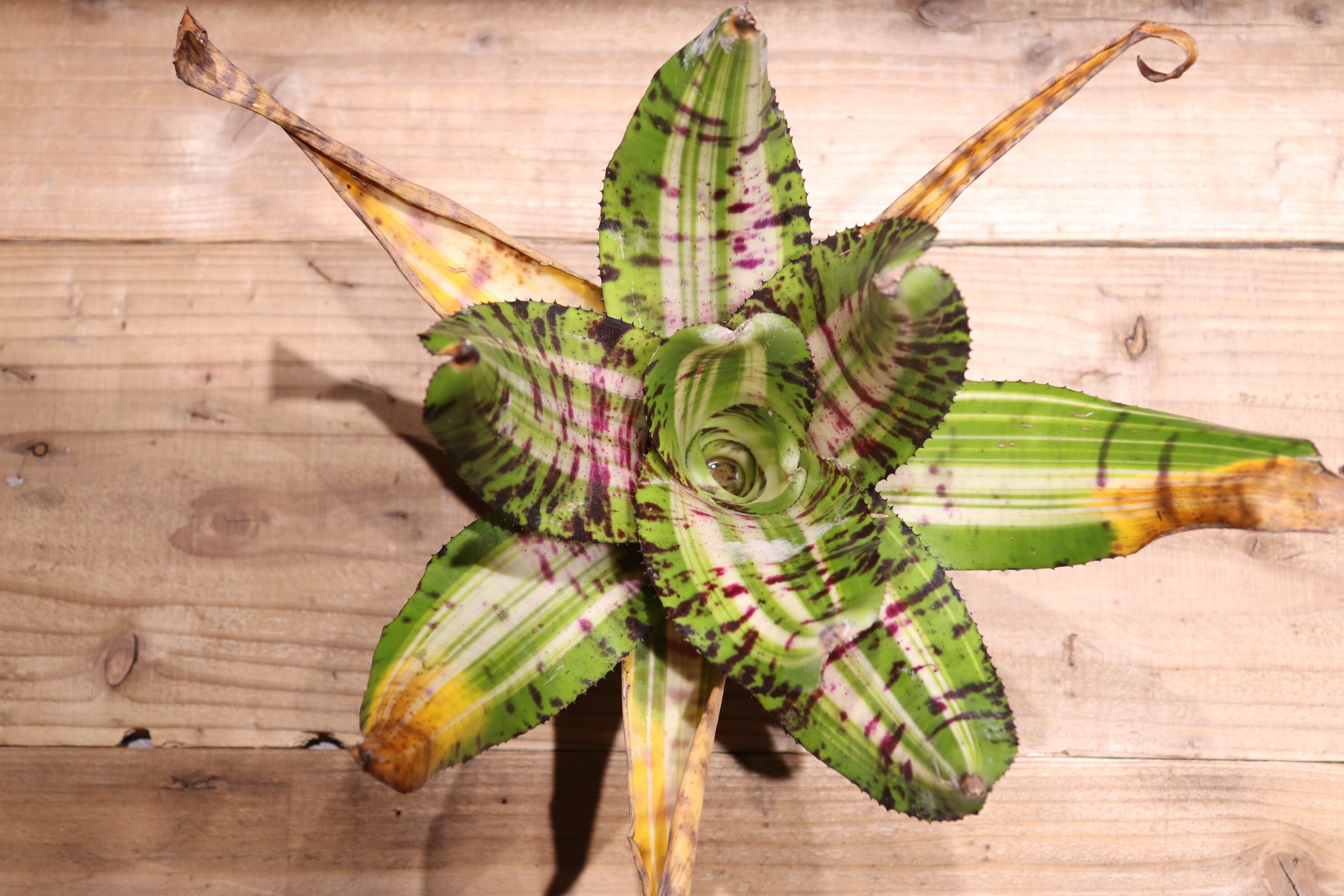 ブロメリア・エアープランツ Neoregelia Snake Charmer Neoregelia