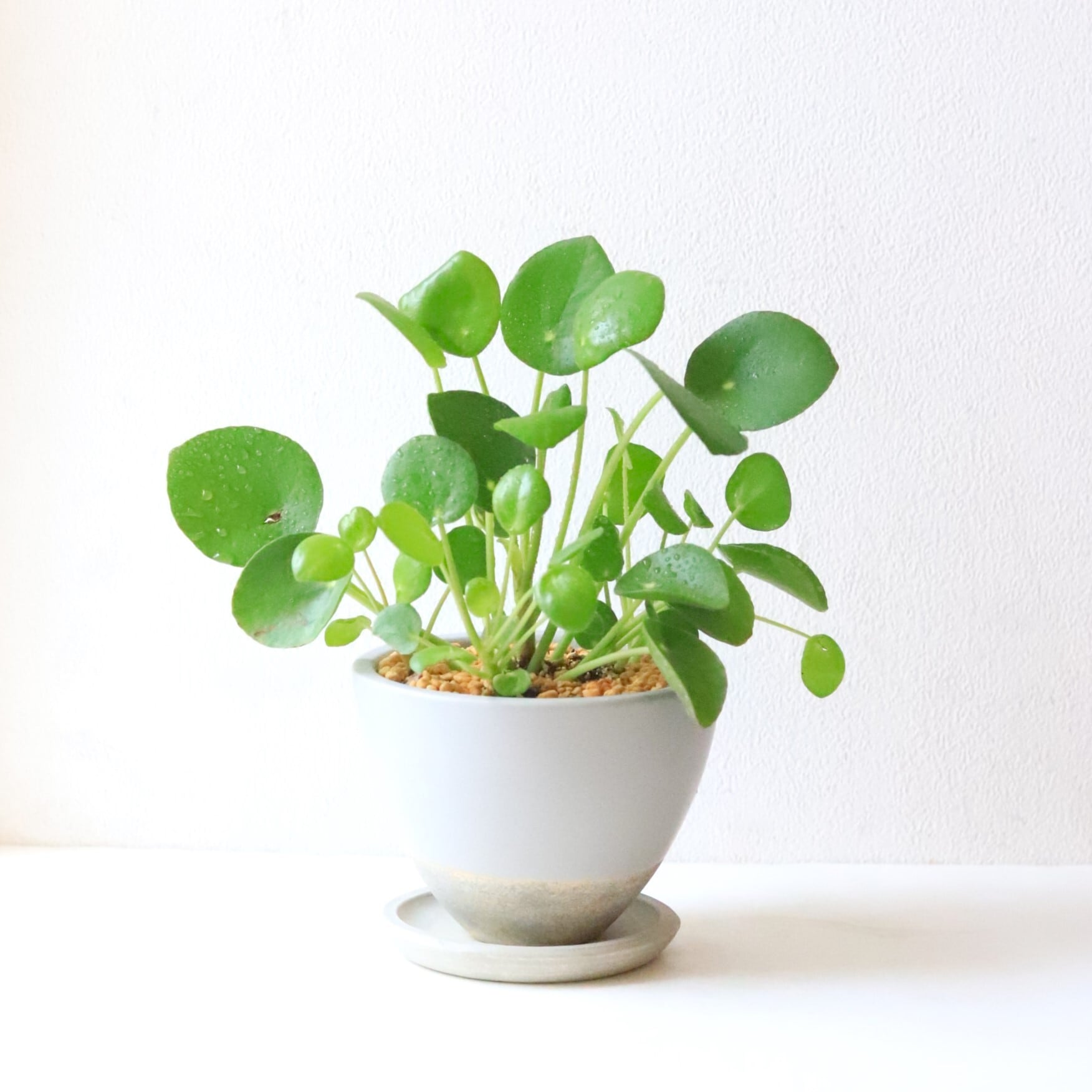 グリーン】ピレア・ペペロミオイデス | ジーフラットインテリア