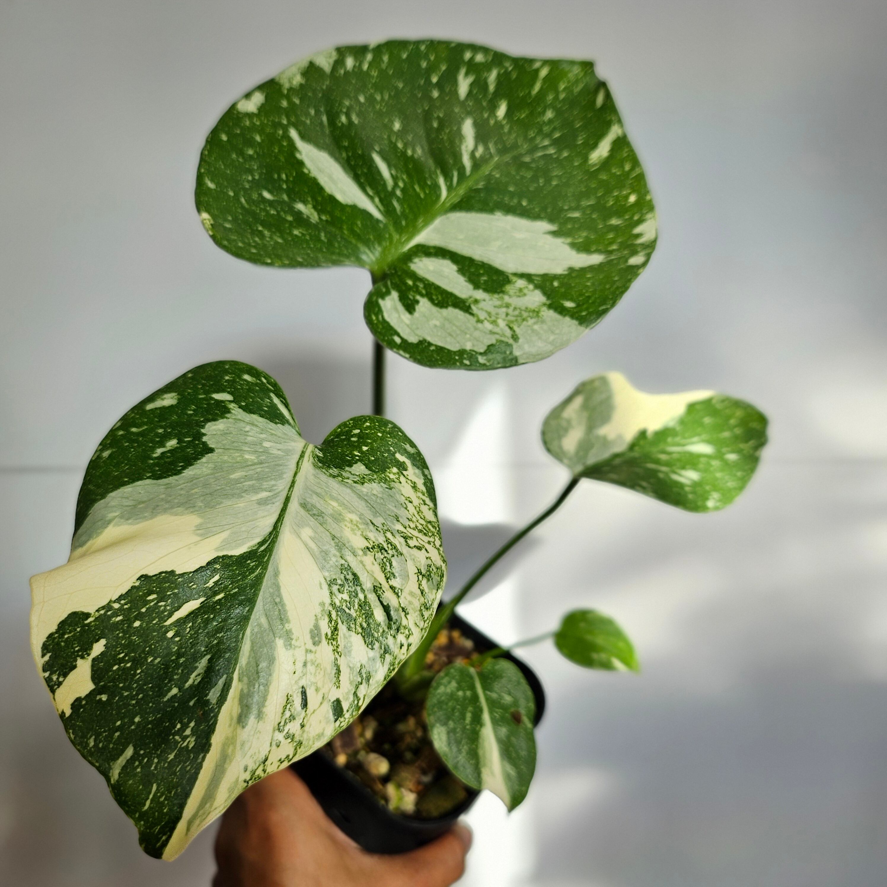♡美斑♡ ⑦〔Monstera​ Thai Constellation〕モンステラデリシオーサ