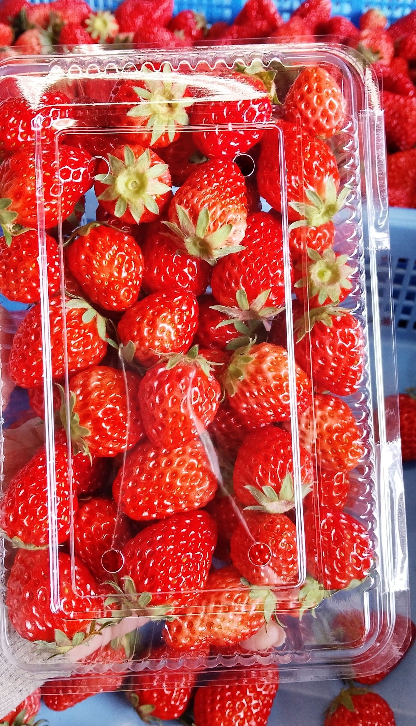 クール便対応  にのみや農園 ジャム用いちごのみ 最大4パックまで